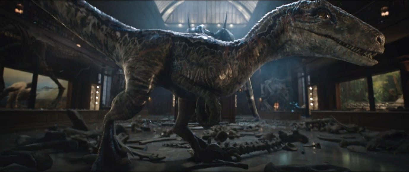 Blue, Jurassic World, feathered raptor, HD Desktop Wallpaper