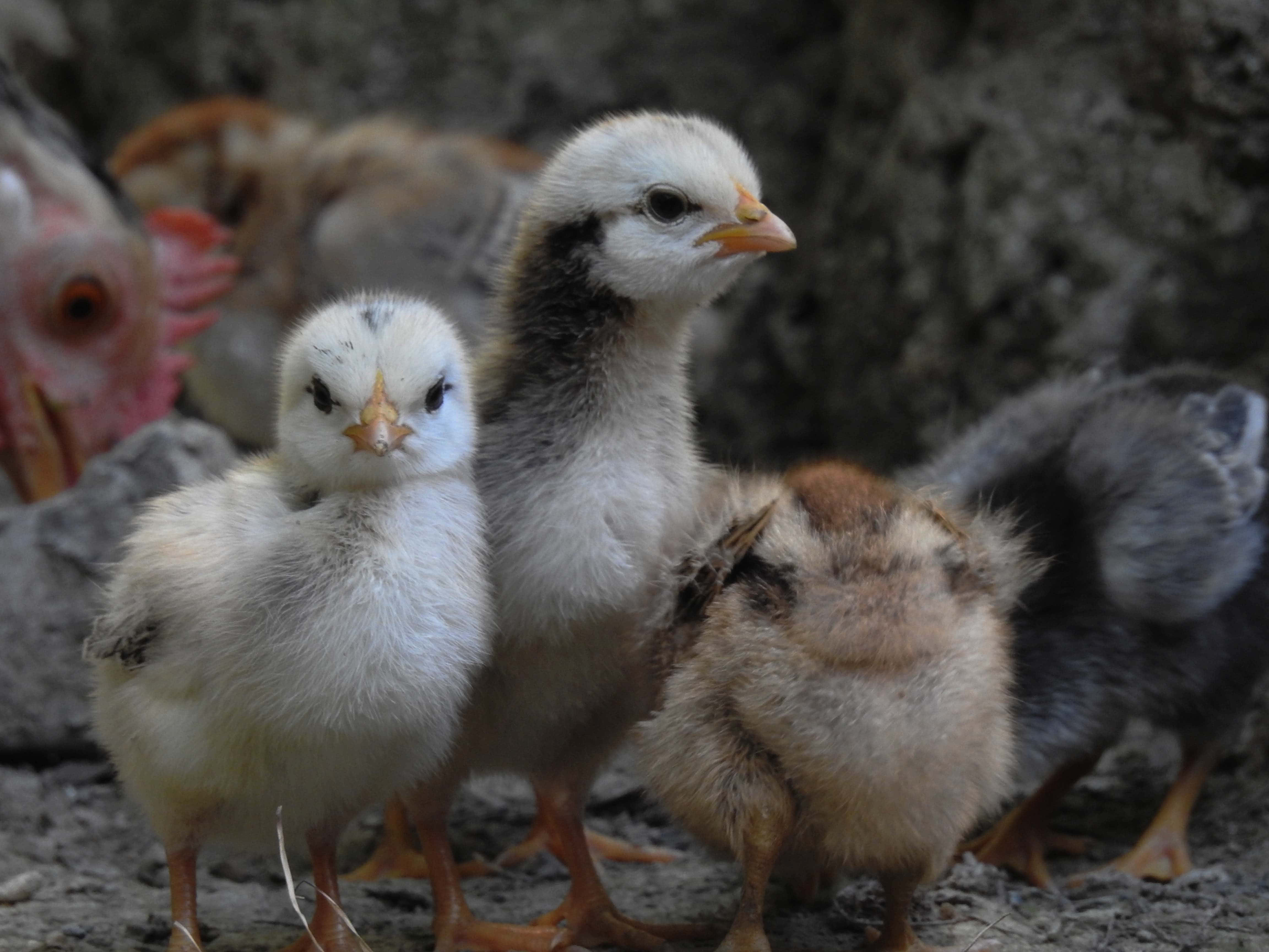 Juvenile, chicks, rocky ground, 4K Desktop Wallpaper