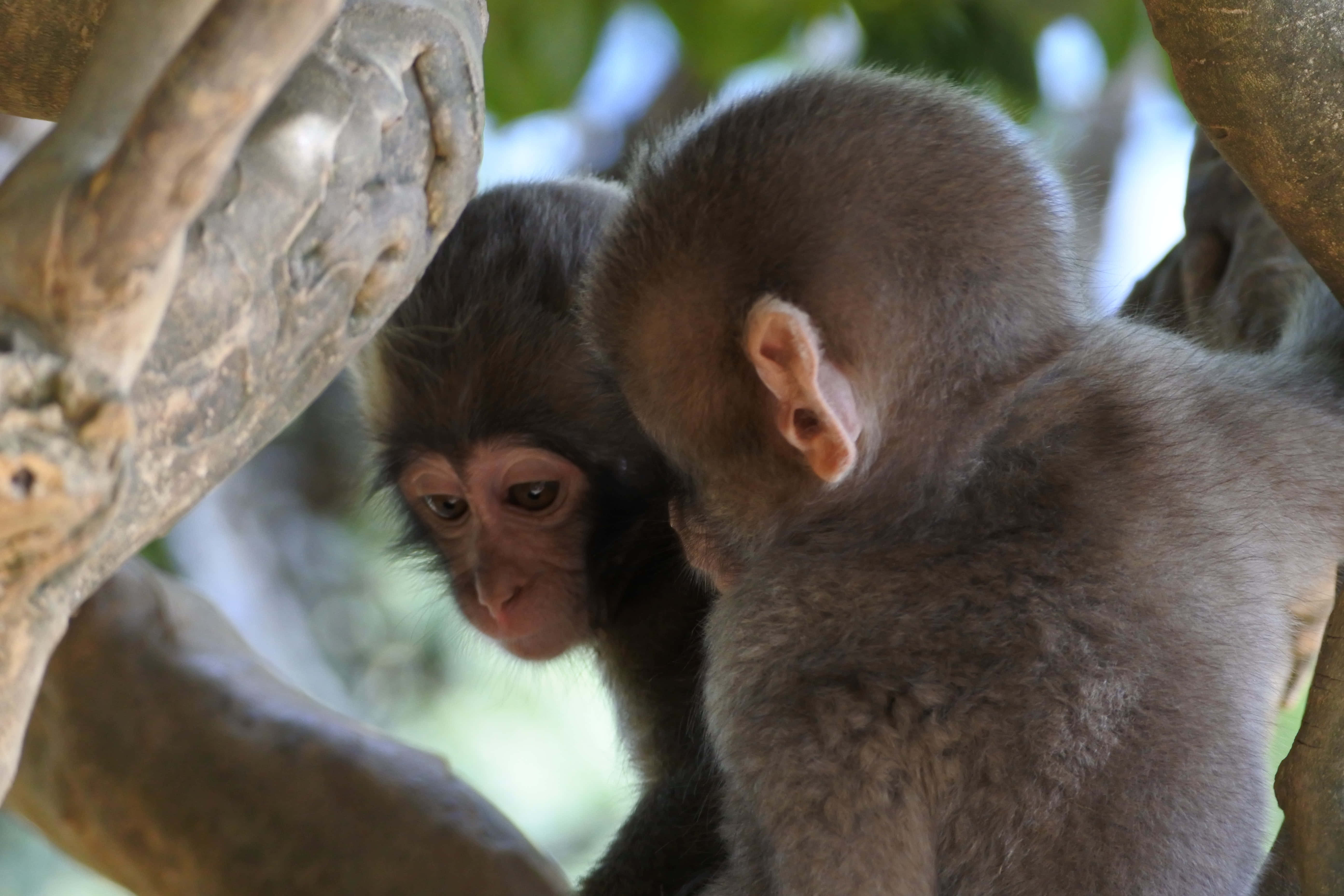Juvenile, two Monkey, sunlit forest, 5K Desktop Wallpaper