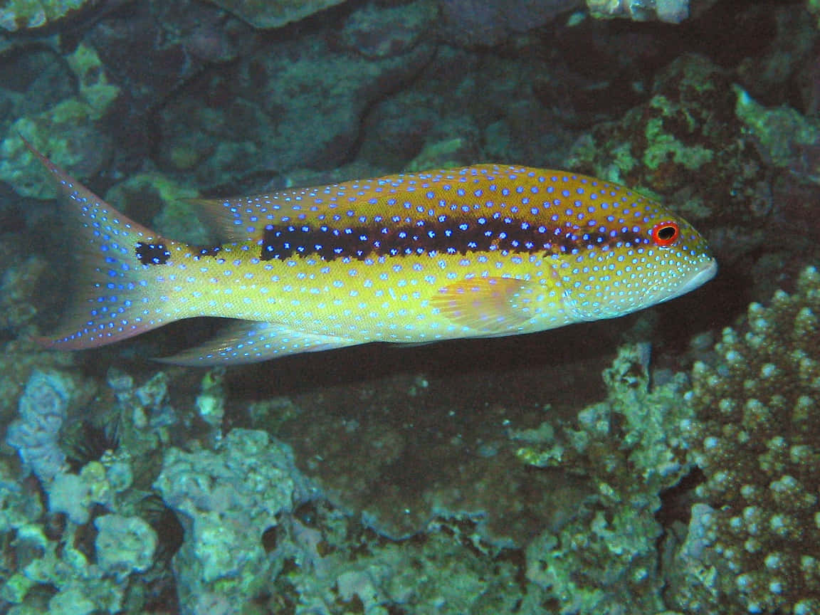 Juvenile Yellow-edged Fish, yellow fish, blue spots, SD Desktop Wallpaper