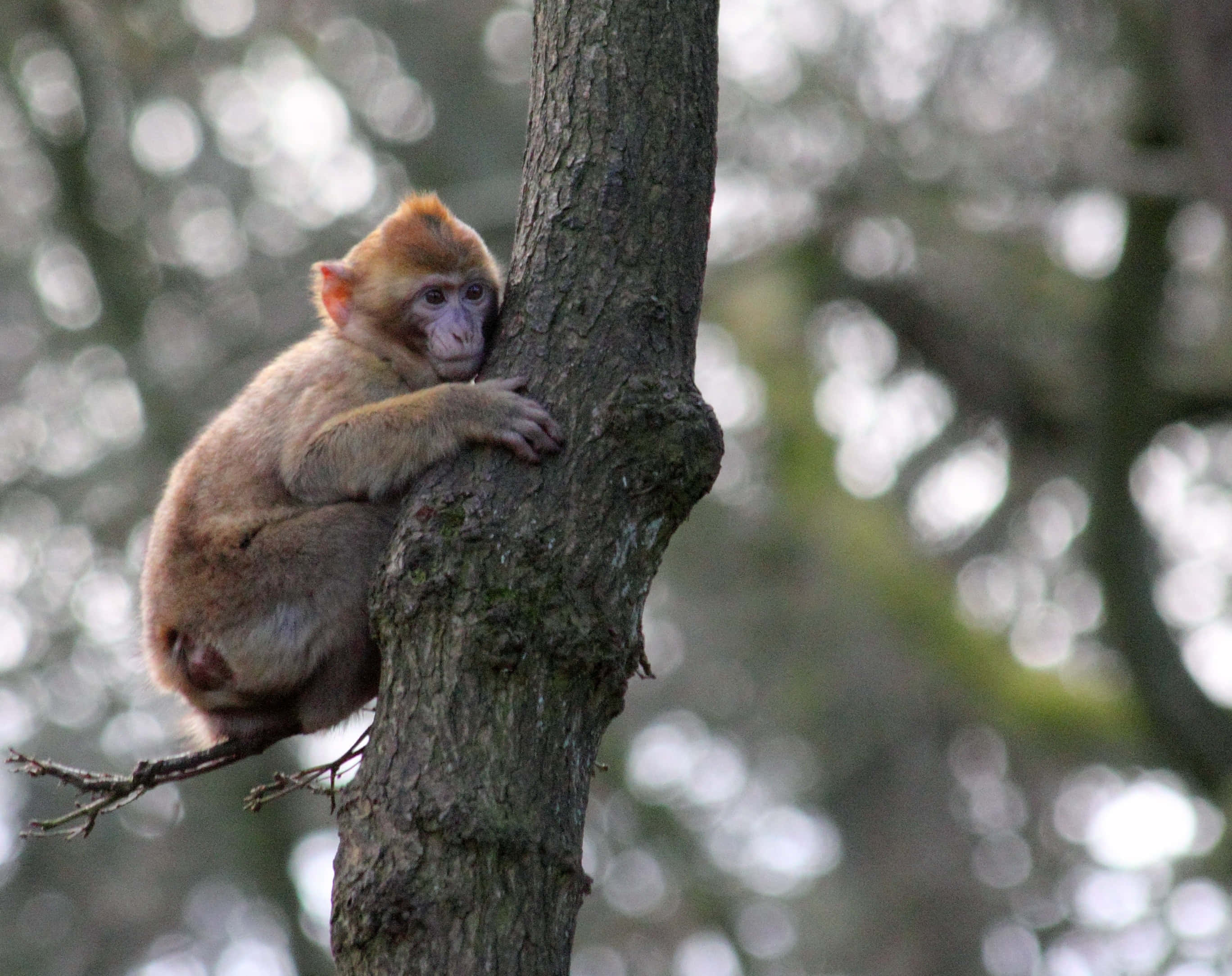 Juvenile, monkey, tree, 2K Desktop Wallpaper
