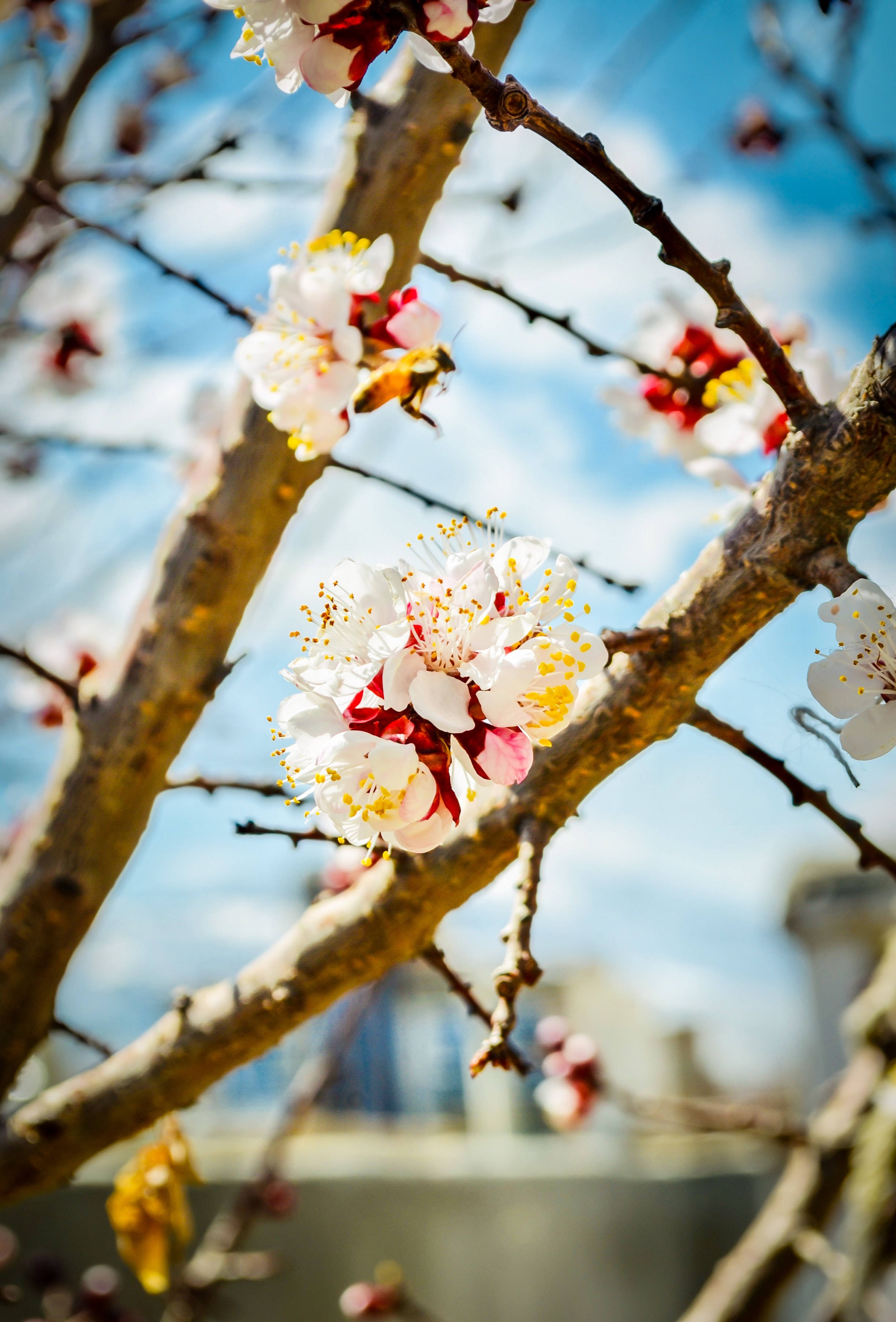 Kabul, spring, bee, 2K Phone Wallpaper