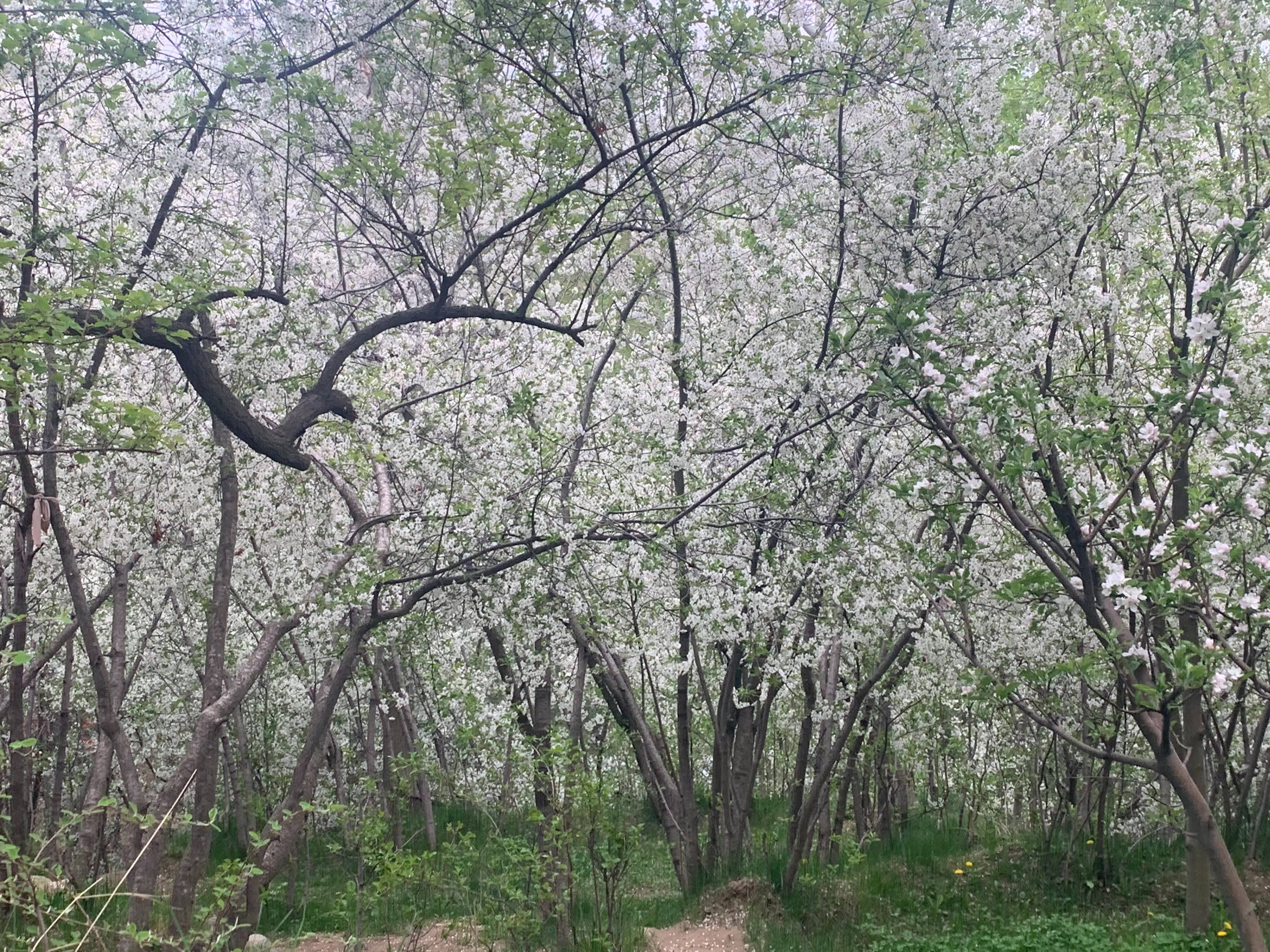 blossoms, Kabul, white flowers, 4K Desktop Wallpaper