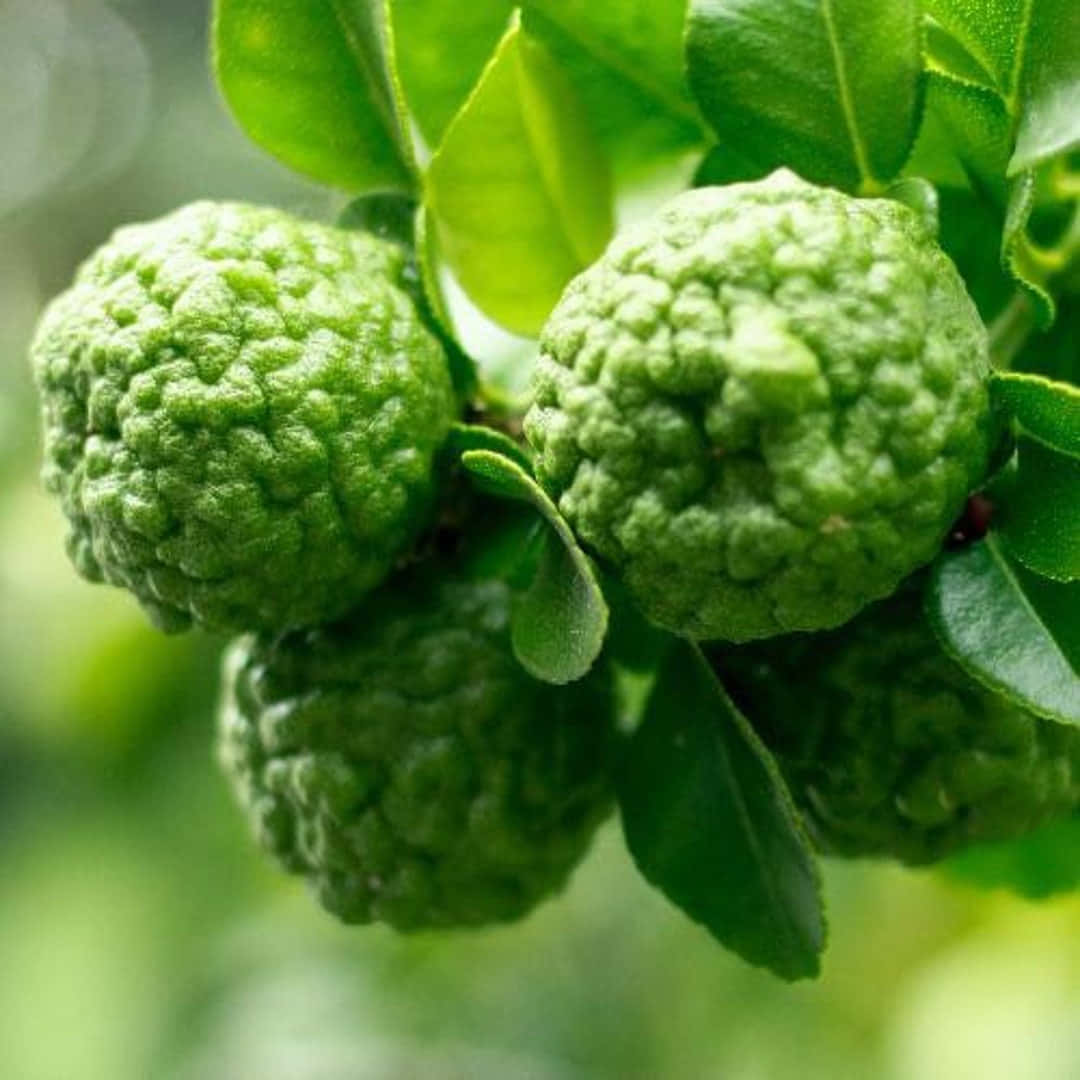 wild green kaffir lime, bumpy green citrus fruits, vibrant green leaves, SD Desktop Wallpaper