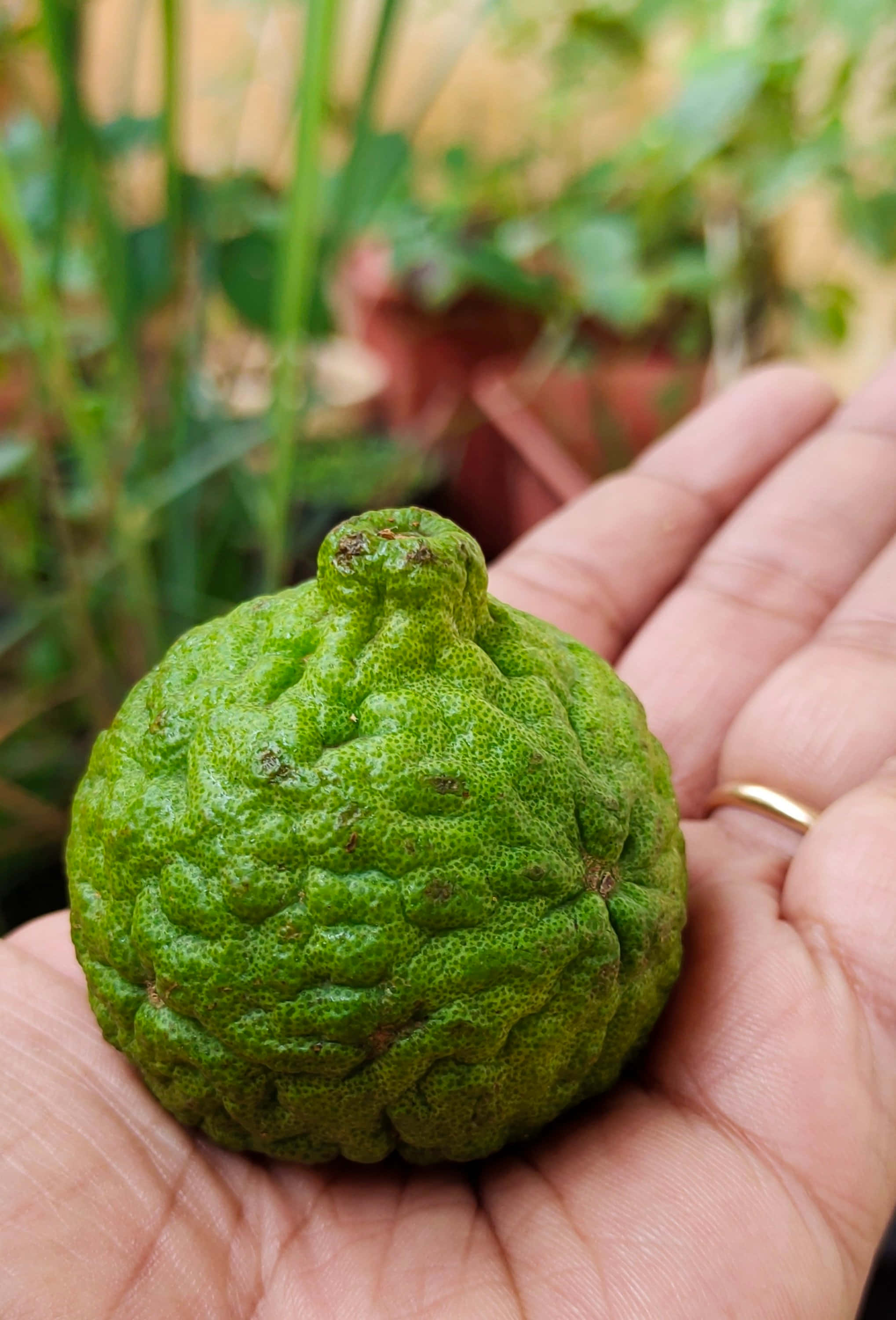 kaffir lime, green citrus fruit, bumpy, 2K Phone Wallpaper