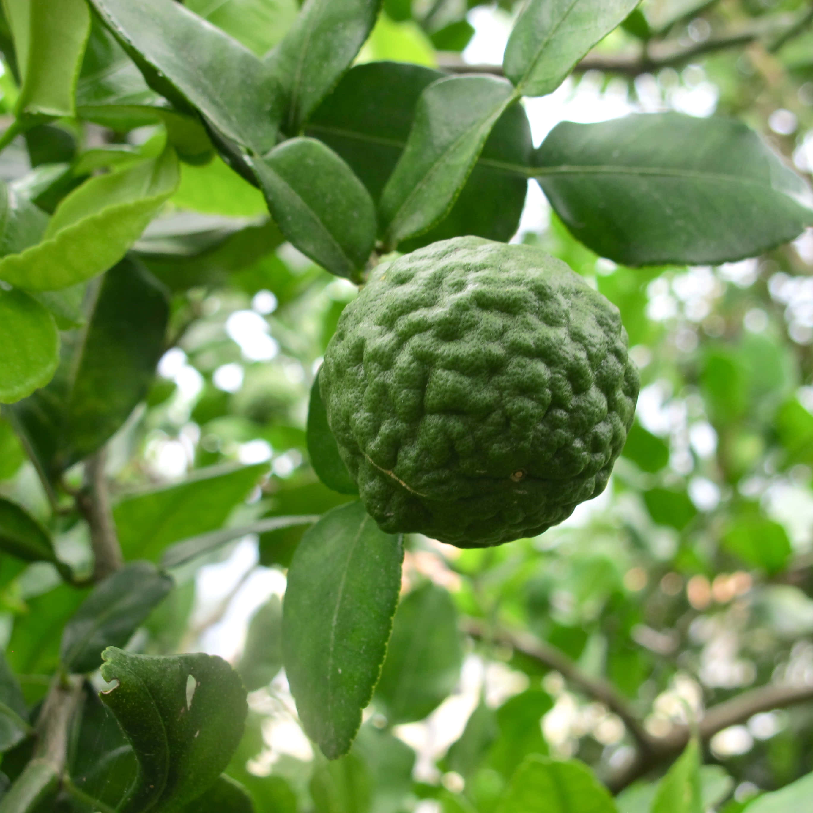 Kaffir Lime, tree, bumpy green citrus fruit, 2K Desktop Wallpaper