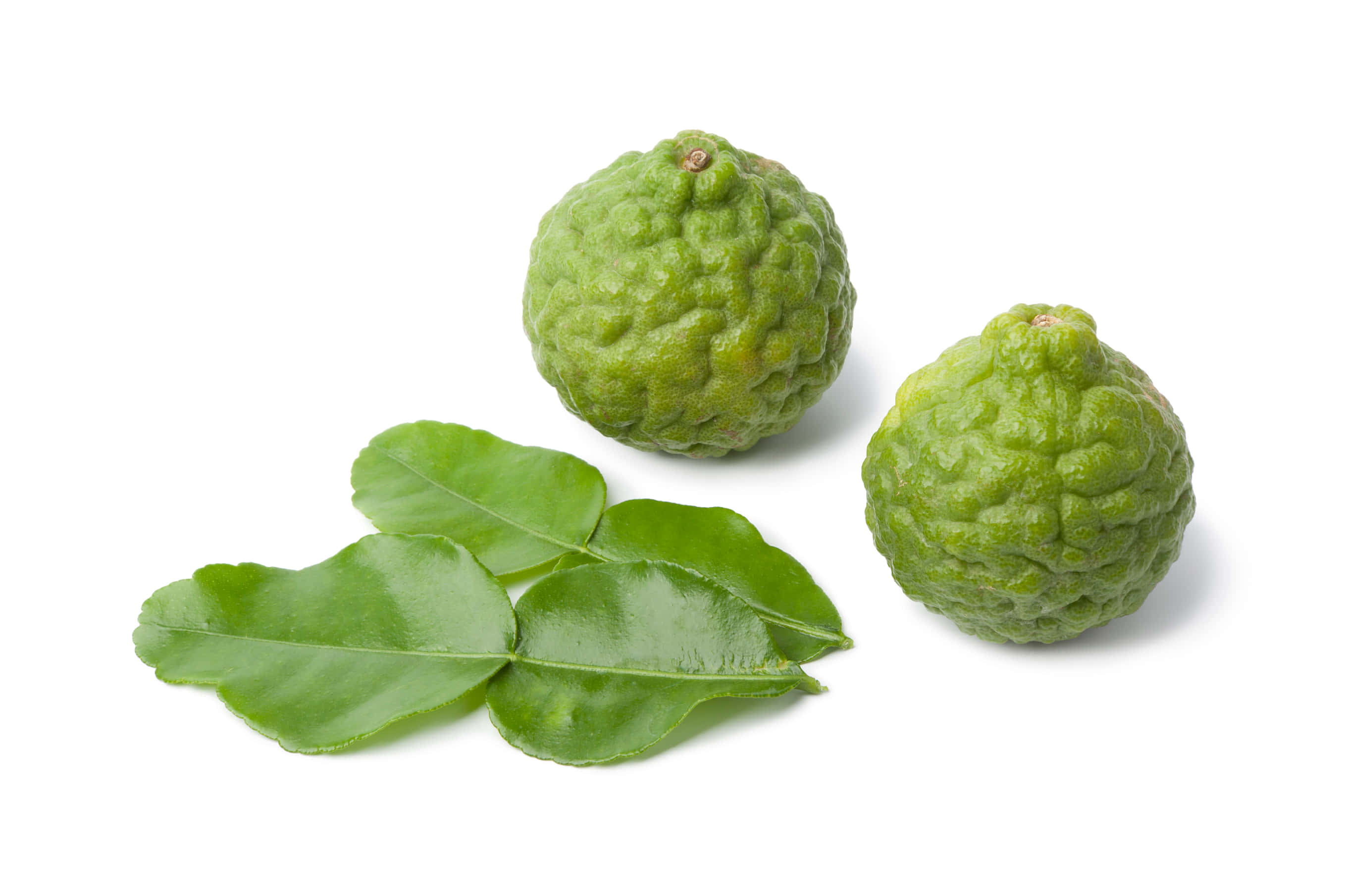 round green kaffir lime, glossy leaves, pure white background, 2K Desktop Wallpaper