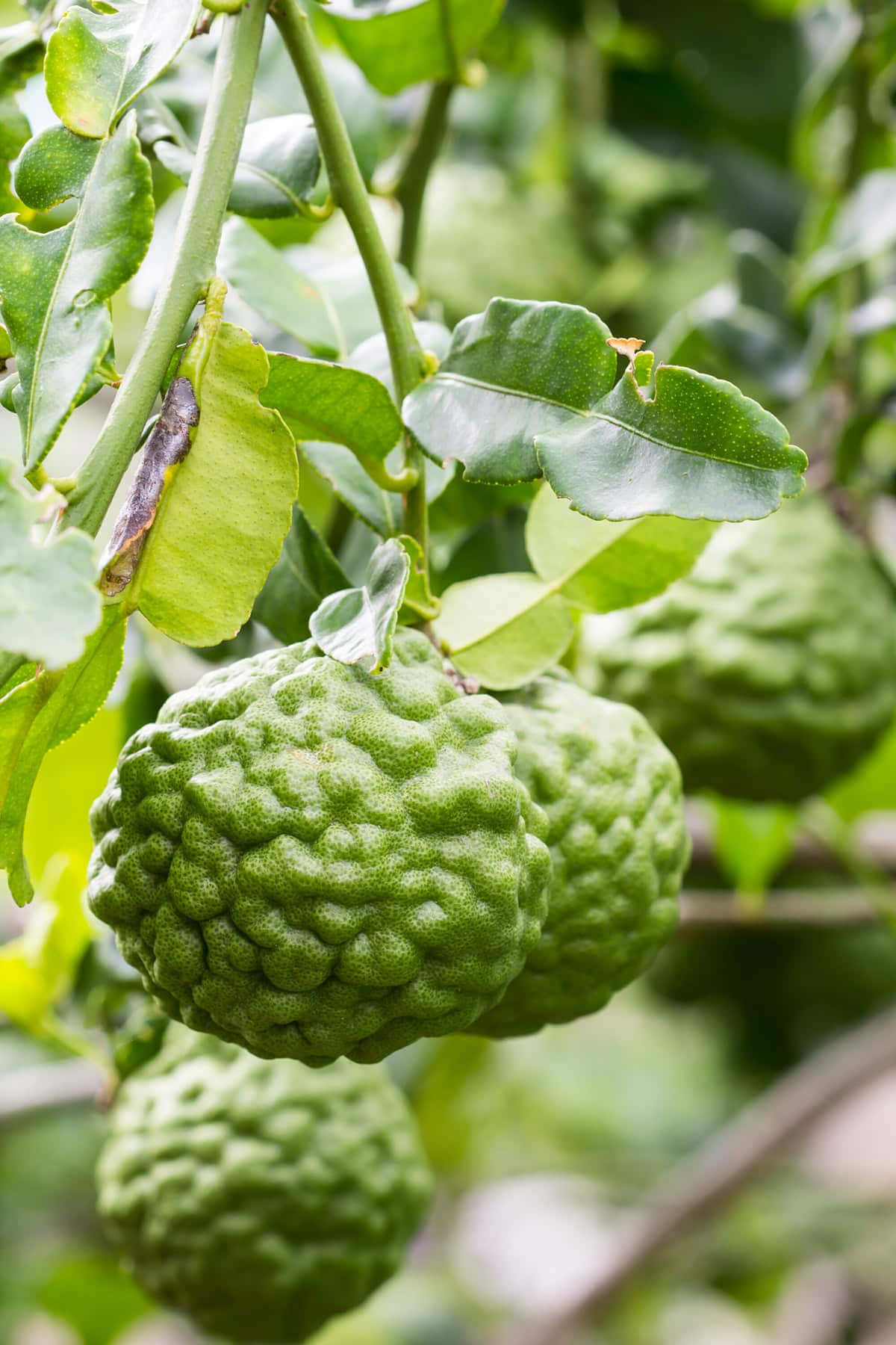 wild kaffir lime, ripe green bergamot fruits, leafy tree branch, HD Phone Wallpaper