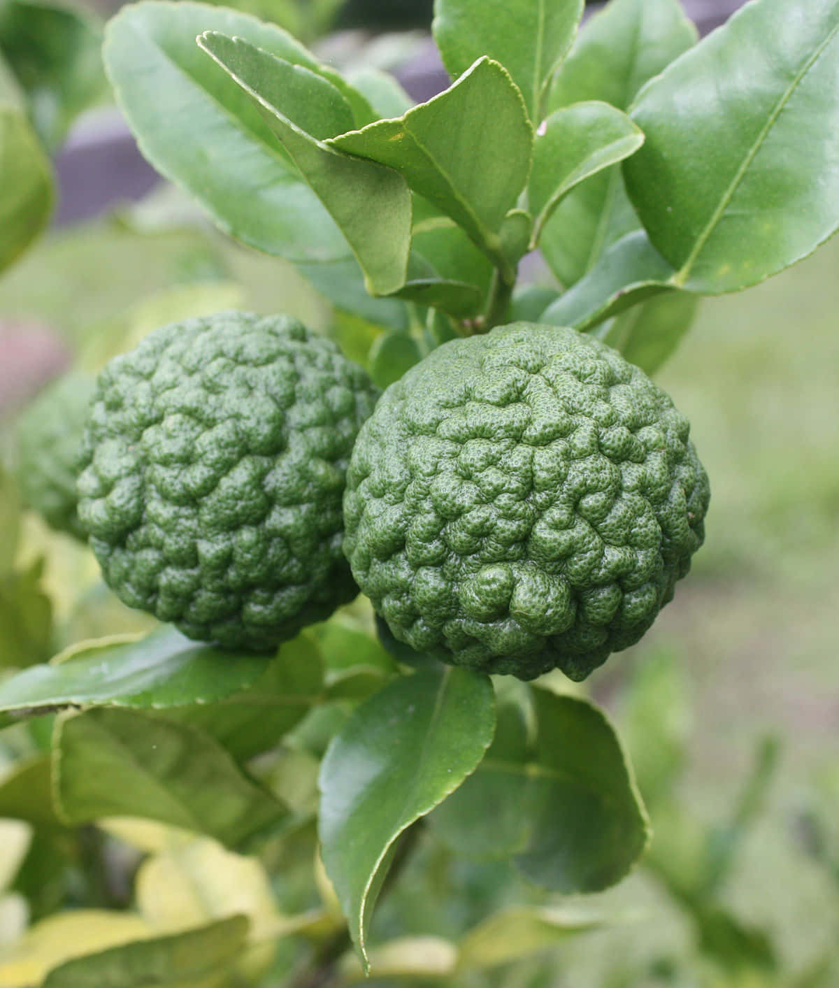 kaffir lime, green, bumpy, HD Phone Wallpaper