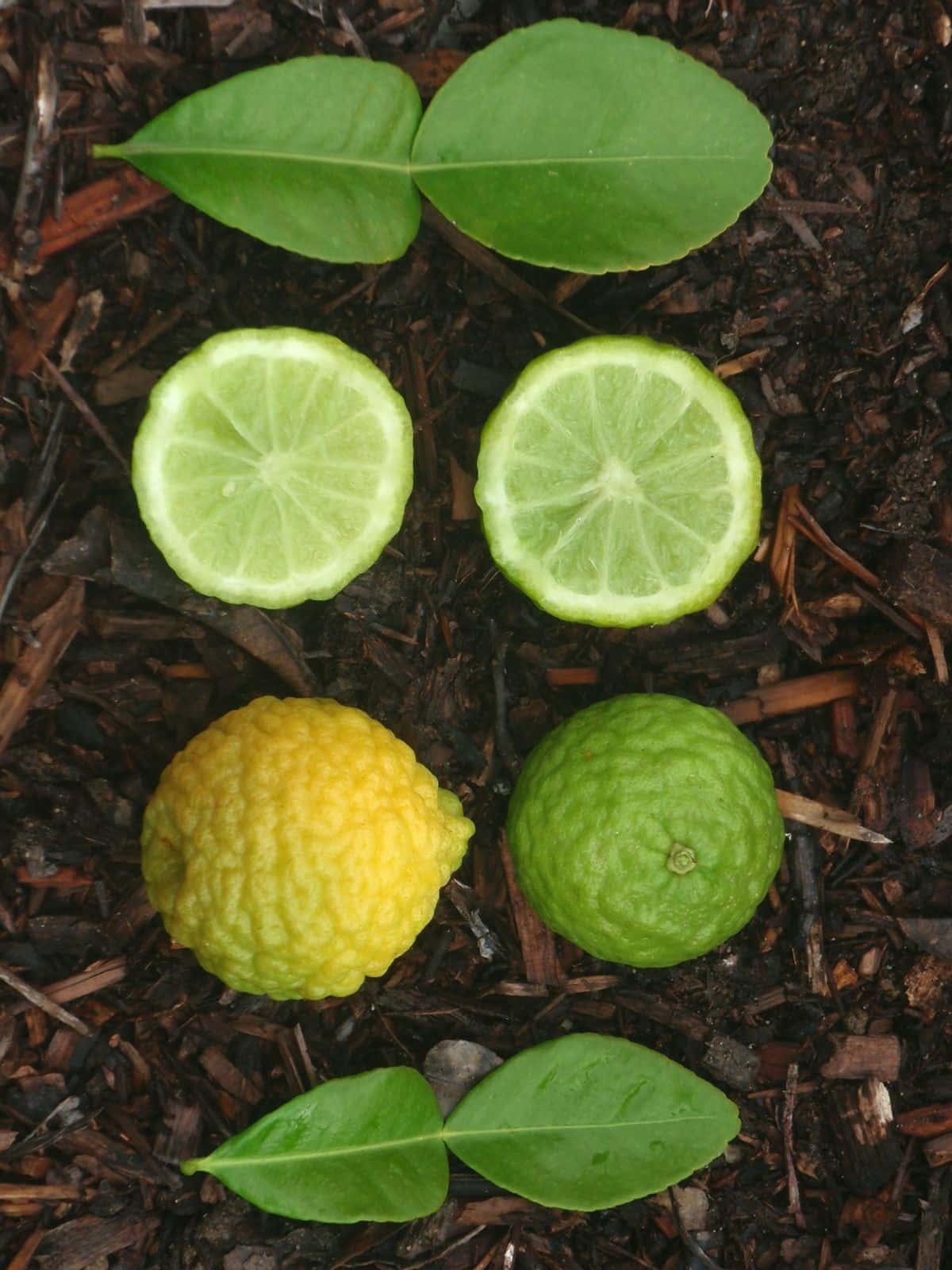 Kaffir Lime, citrus green fruit, yellow and green citrus fruits, HD Phone Wallpaper