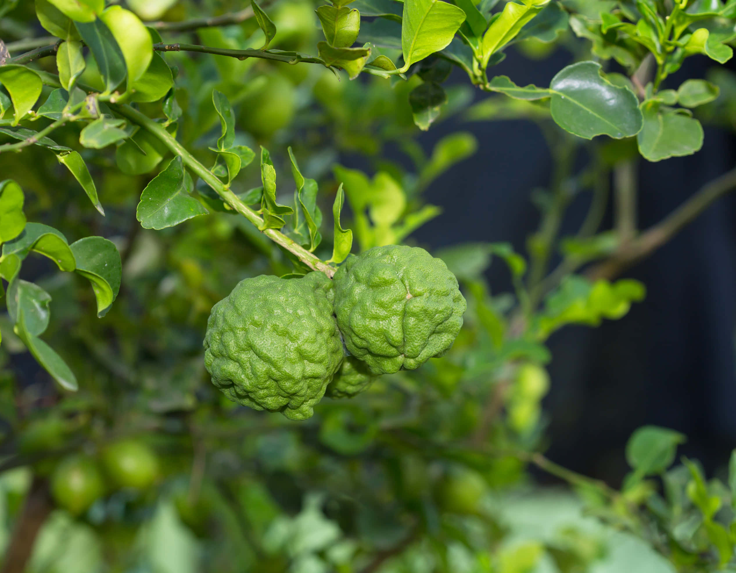 green kaffir lime, branch, leafy branch, Full HD Desktop Wallpaper