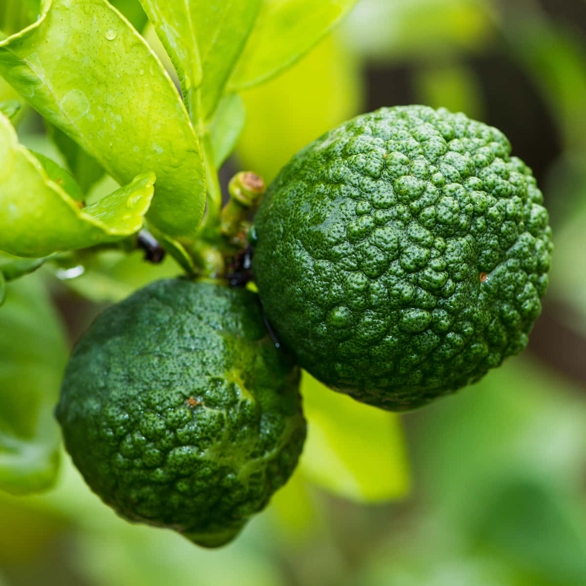 kaffir lime, green, bumpy, SD Desktop Wallpaper