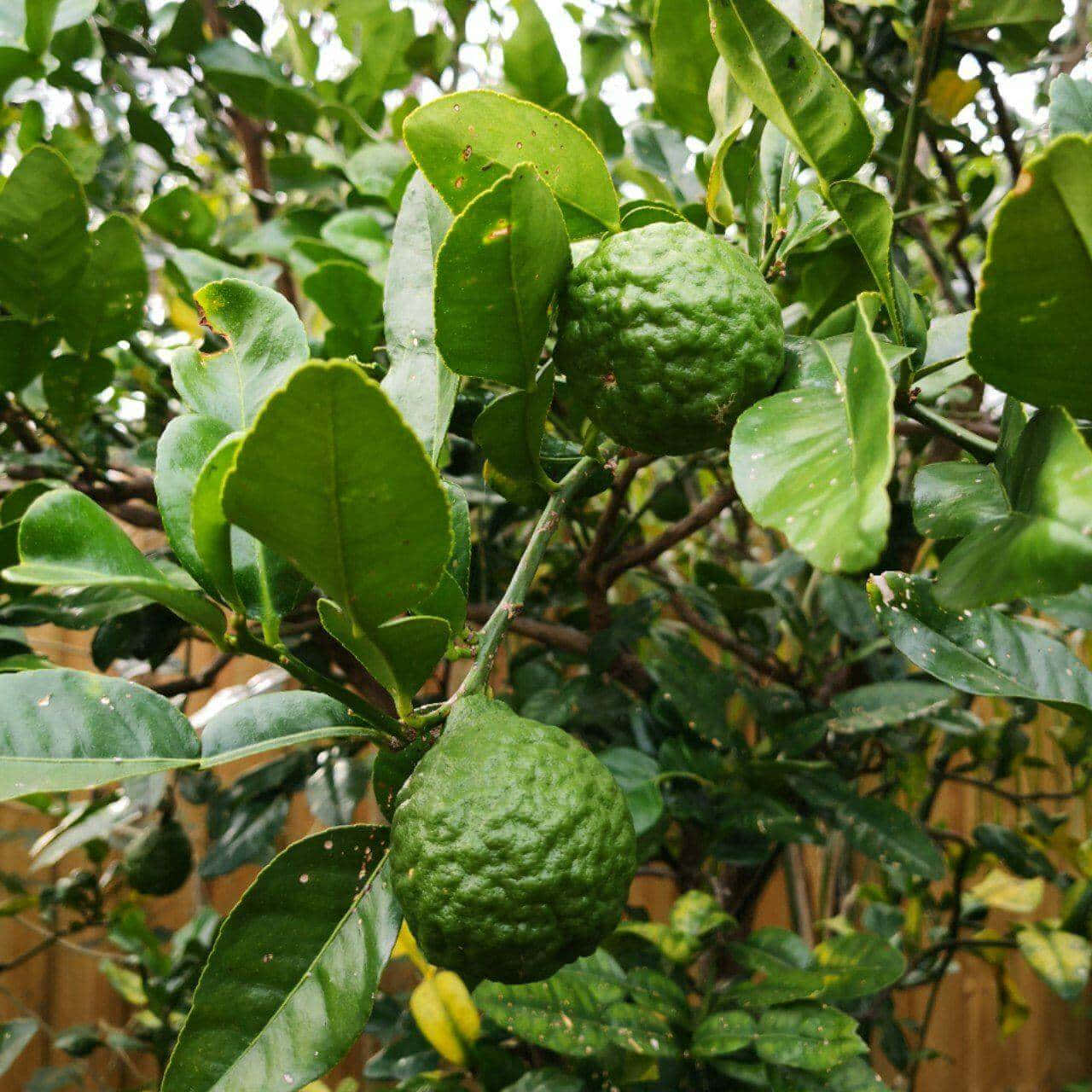 kaffir lime, citrus fruit, tree, HD Desktop Wallpaper