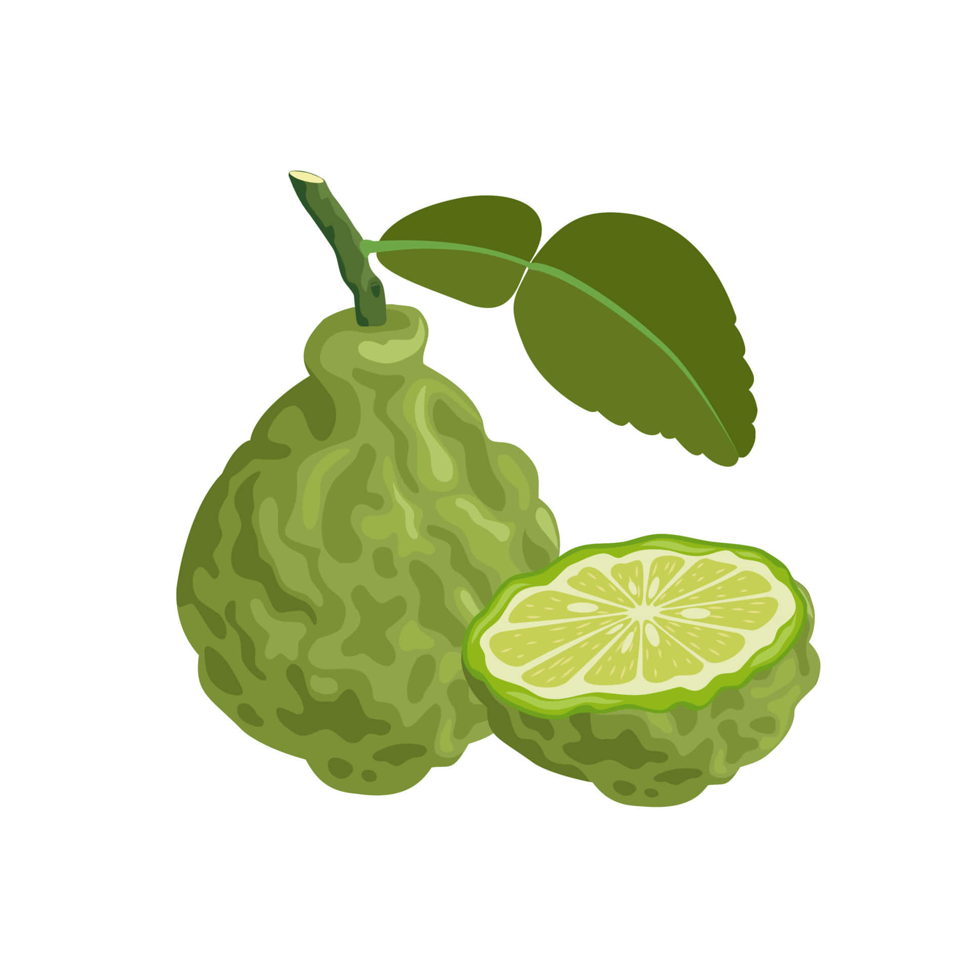 kaffir lime, whole and sliced kaffir lime, leaves, Full HD Desktop Wallpaper