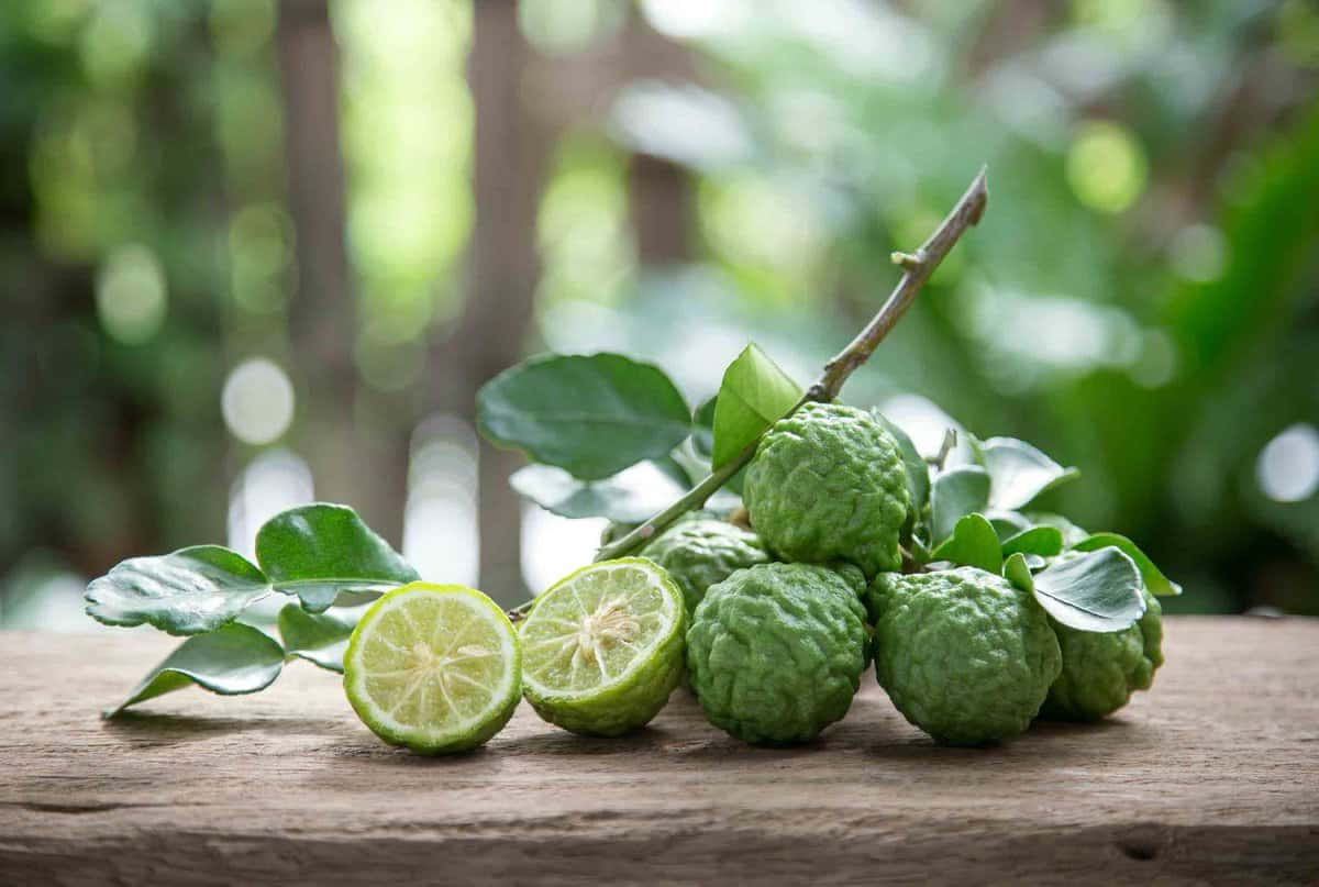 Green Kaffir Lime, branch, weathered wooden surface, SD Desktop Wallpaper