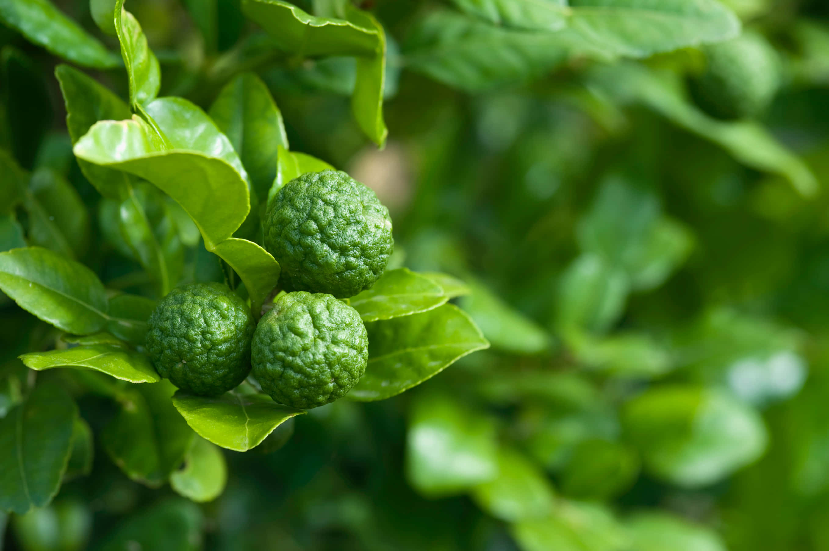 green round kaffir lime fruits, bumpy green citrus fruits, vibrant glossy leaves, 2K Desktop Wallpaper