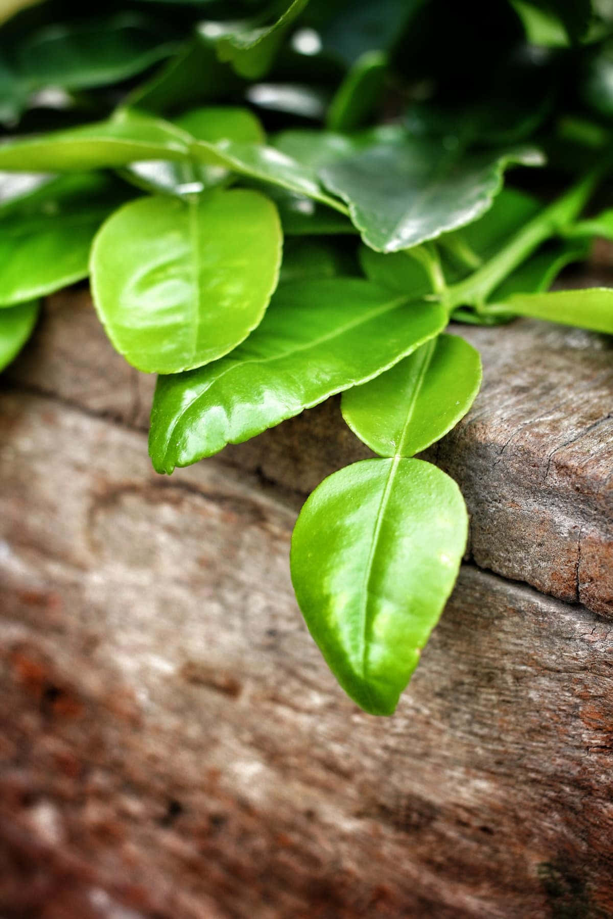 Kaffir Lime, green leaves, glossy texture, HD Phone Wallpaper
