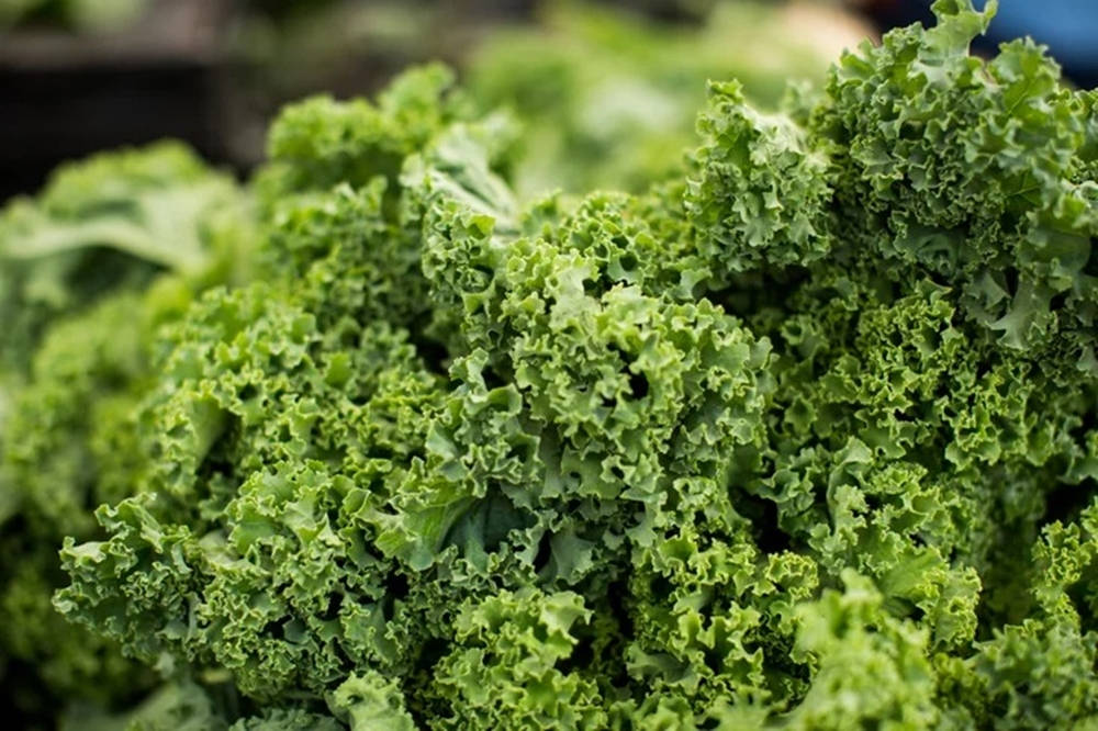 green kale, curly kale, vibrant, SD Desktop Wallpaper