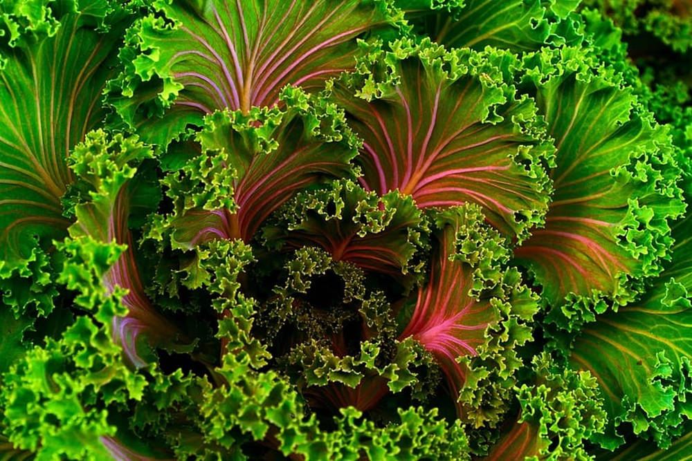Red Green Kale, vibrant green curly kale, deep red veins, SD Desktop Wallpaper