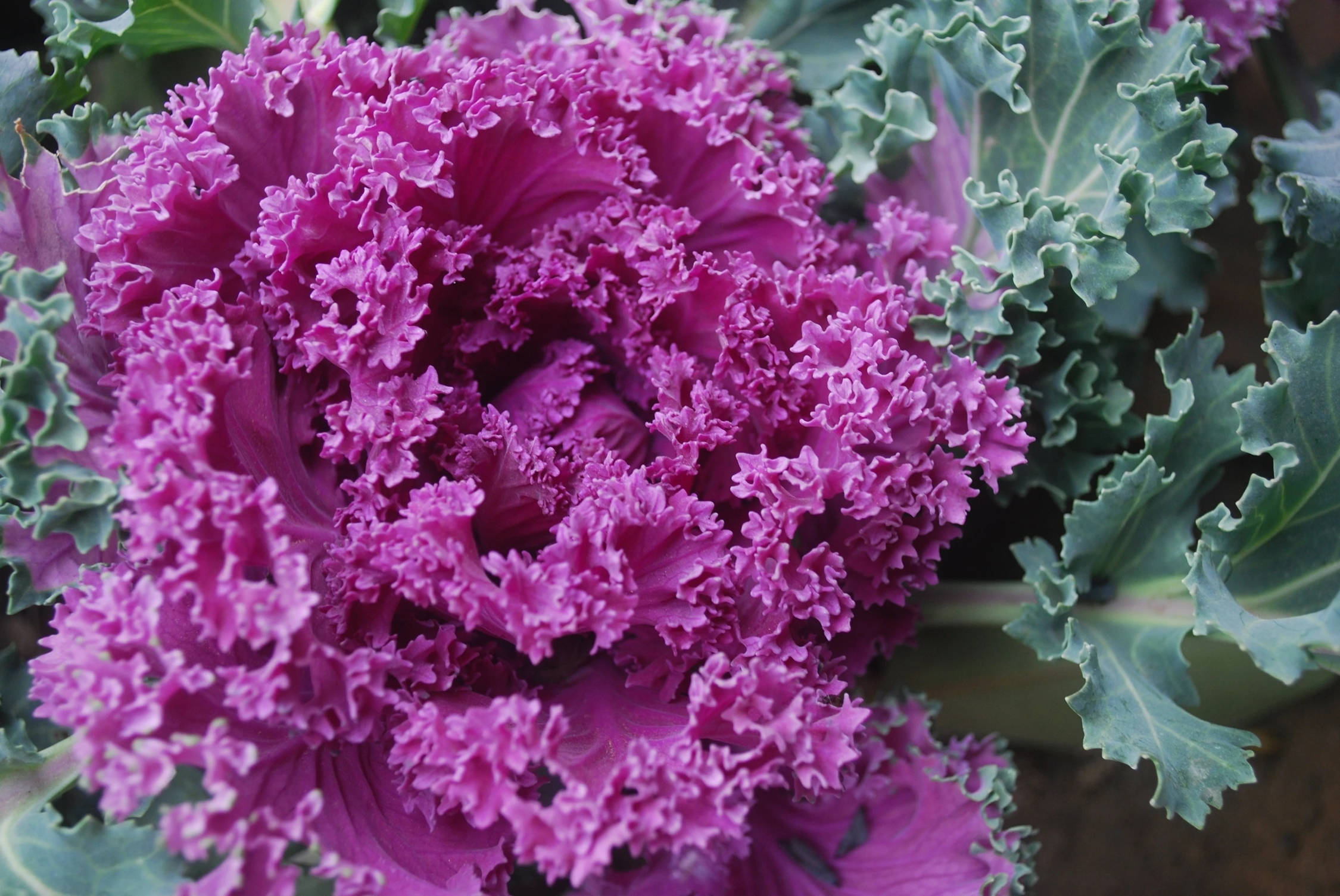 purple kale, curly kale, deep green leaves, Full HD Desktop Wallpaper