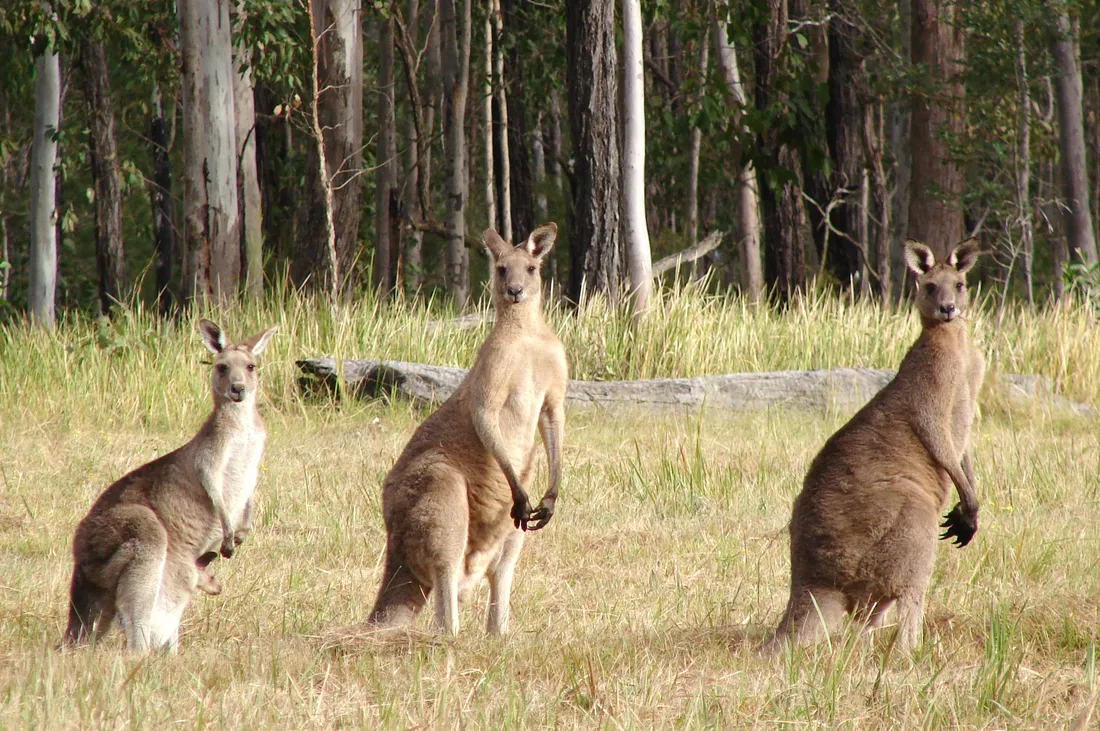 Kangaroo