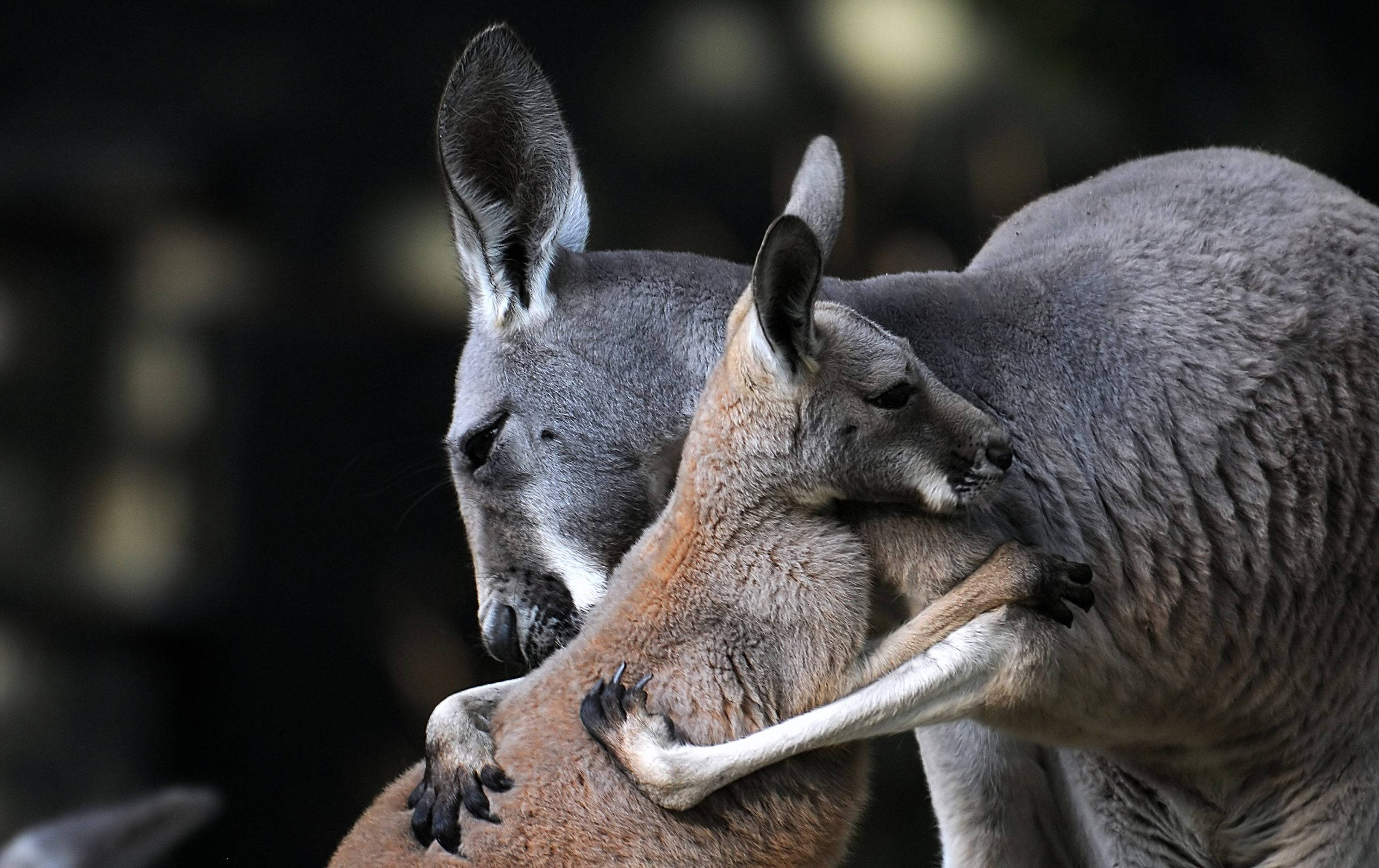 kangaroo, joey, mother kangaroo, 2K Desktop Wallpaper