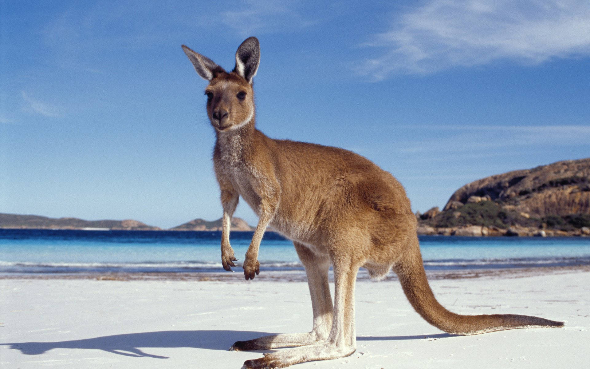 baby kangaroo, seashore, white sandy beach, Full HD Desktop Wallpaper
