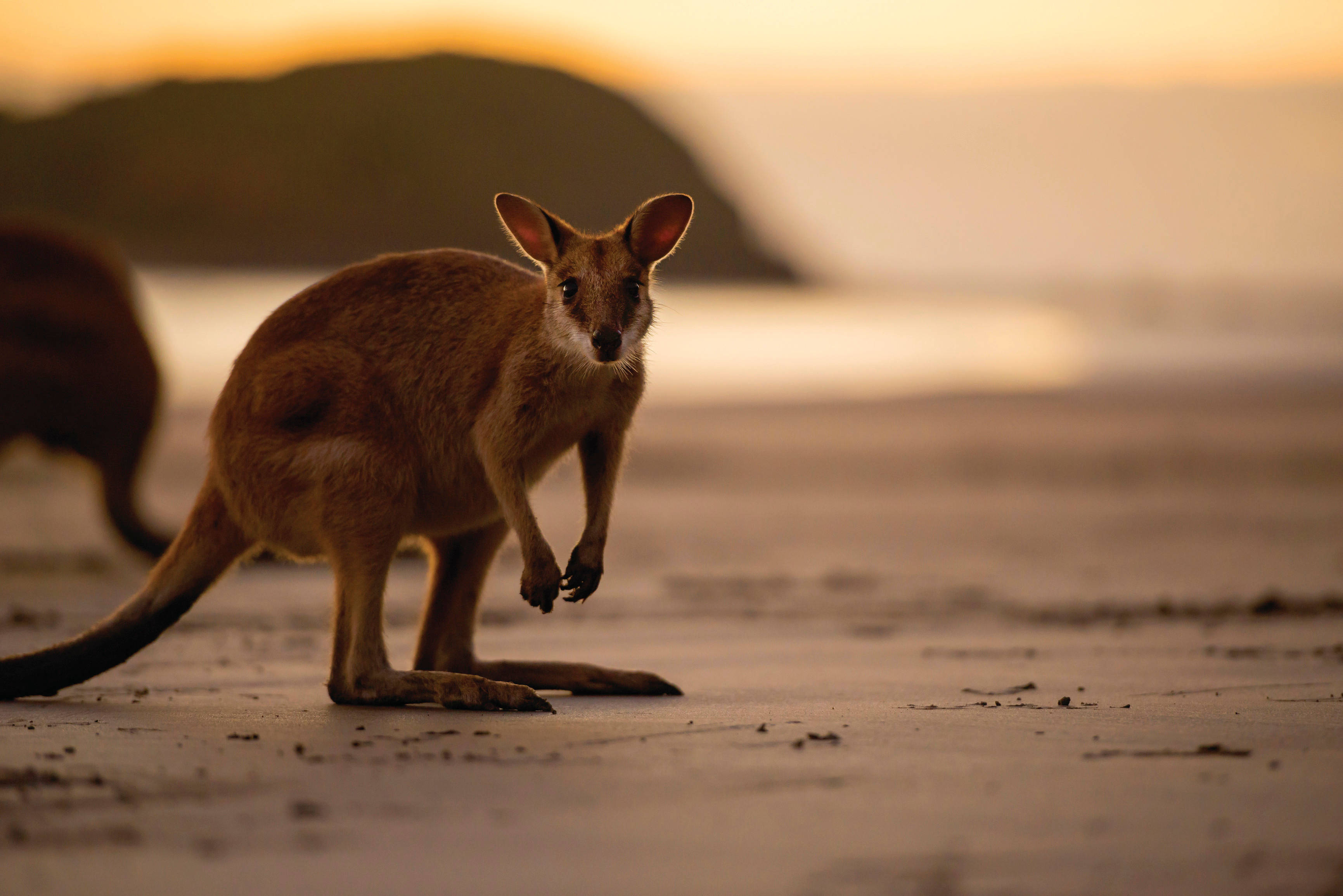 baby brown kangaroo, sandy beach, golden sunset, 2K Desktop Wallpaper