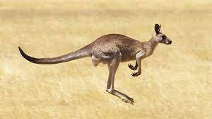 kangaroo, sunny field, golden grassy plain, SD Desktop Wallpaper