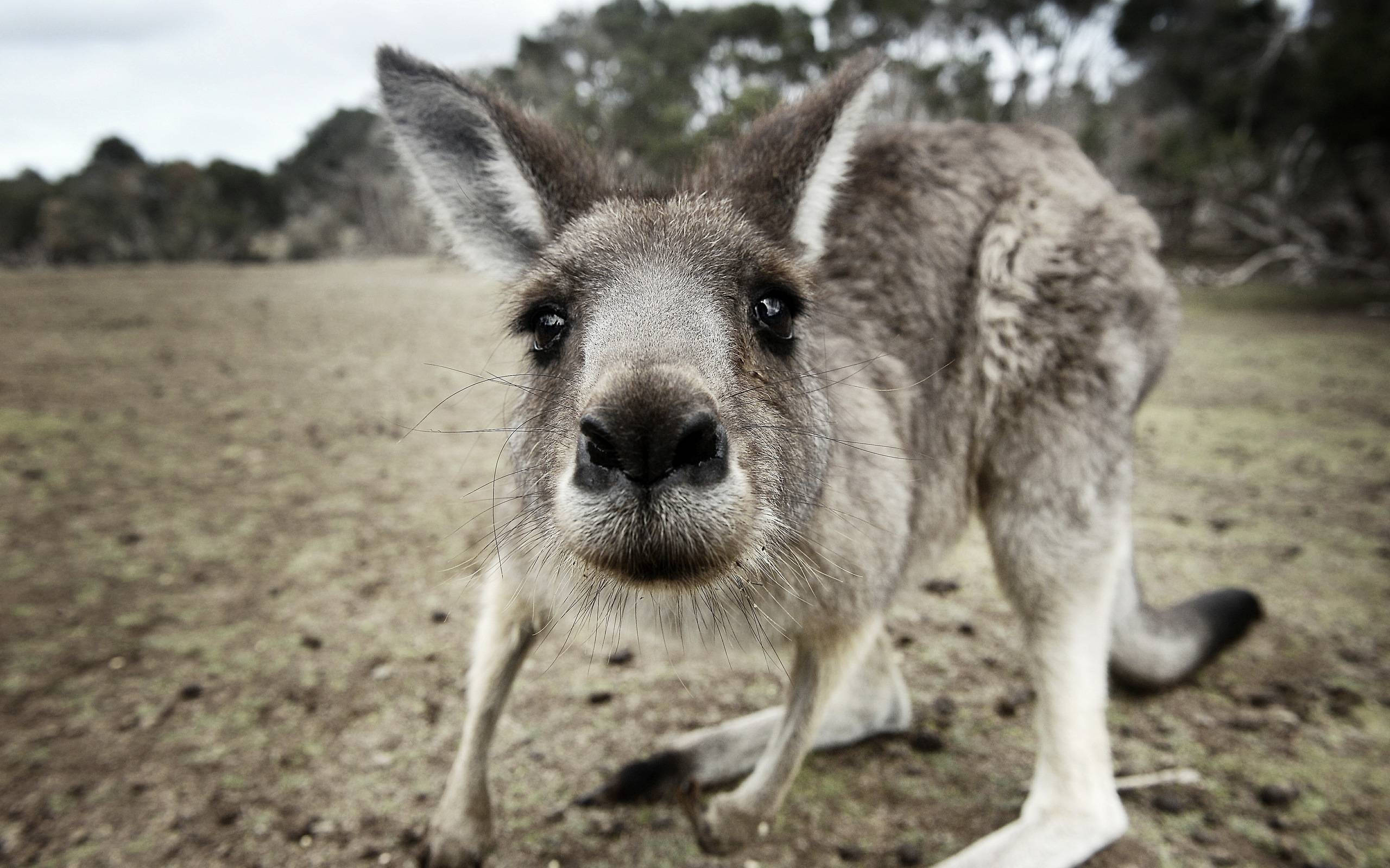 kangaroo, black and white, dry grassy field, 2K Desktop Wallpaper