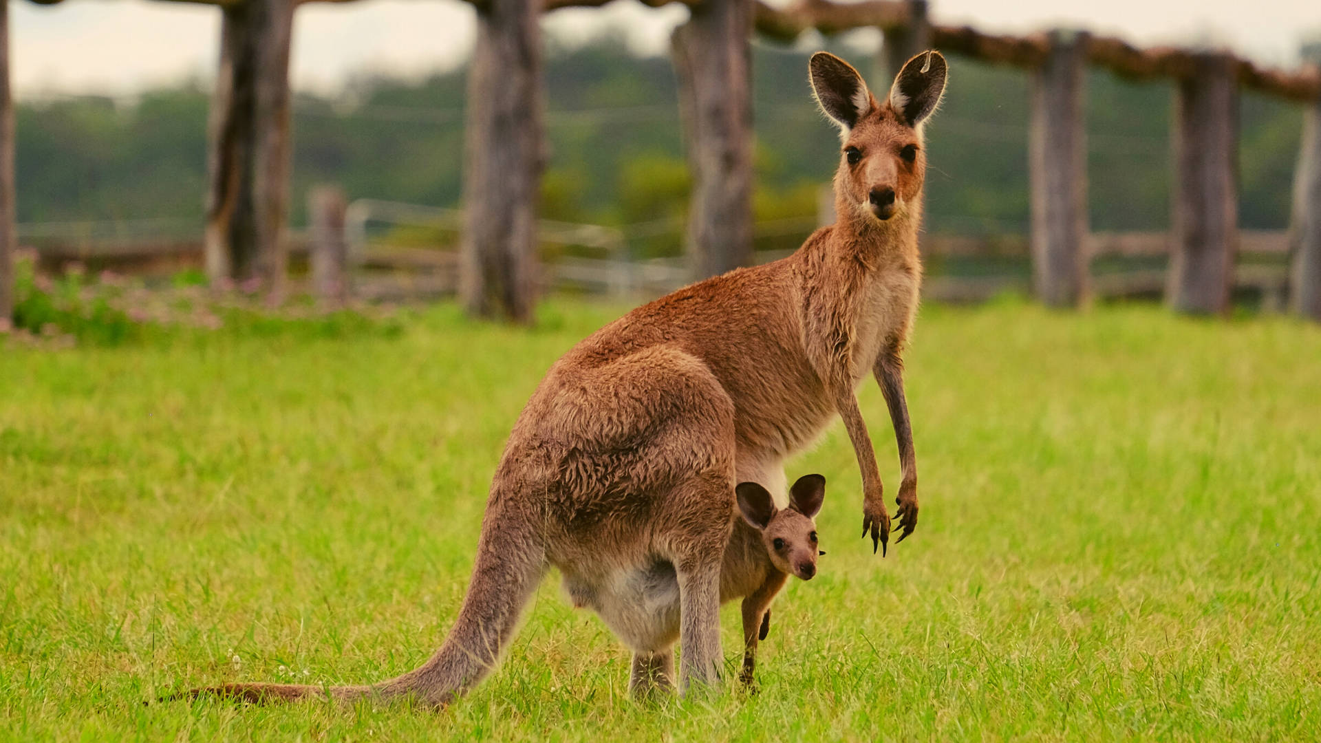kangaroo, mother kangaroo, joey, Full HD Desktop Wallpaper