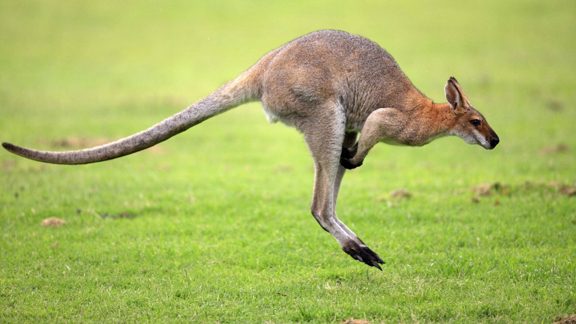 kangaroo, vibrant green grassy field, bright daylight, Full HD Desktop Wallpaper