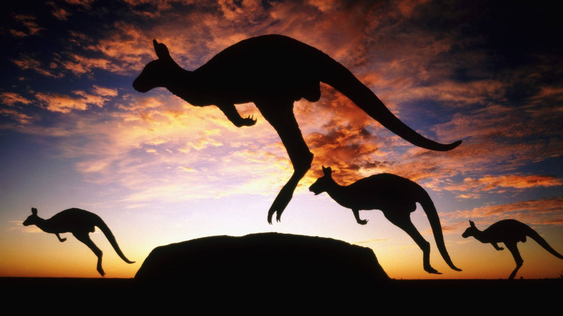 kangaroos, fiery sunset sky, rocky outcrop, Full HD Desktop Wallpaper