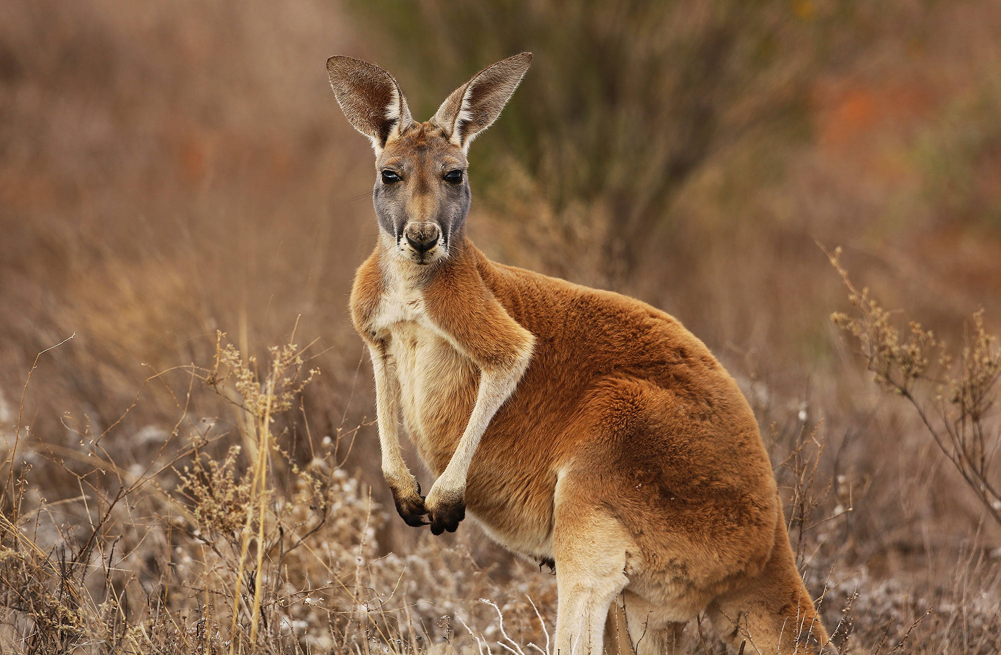 male kangaroo, red kangaroo, dry golden grass, Full HD Desktop Wallpaper