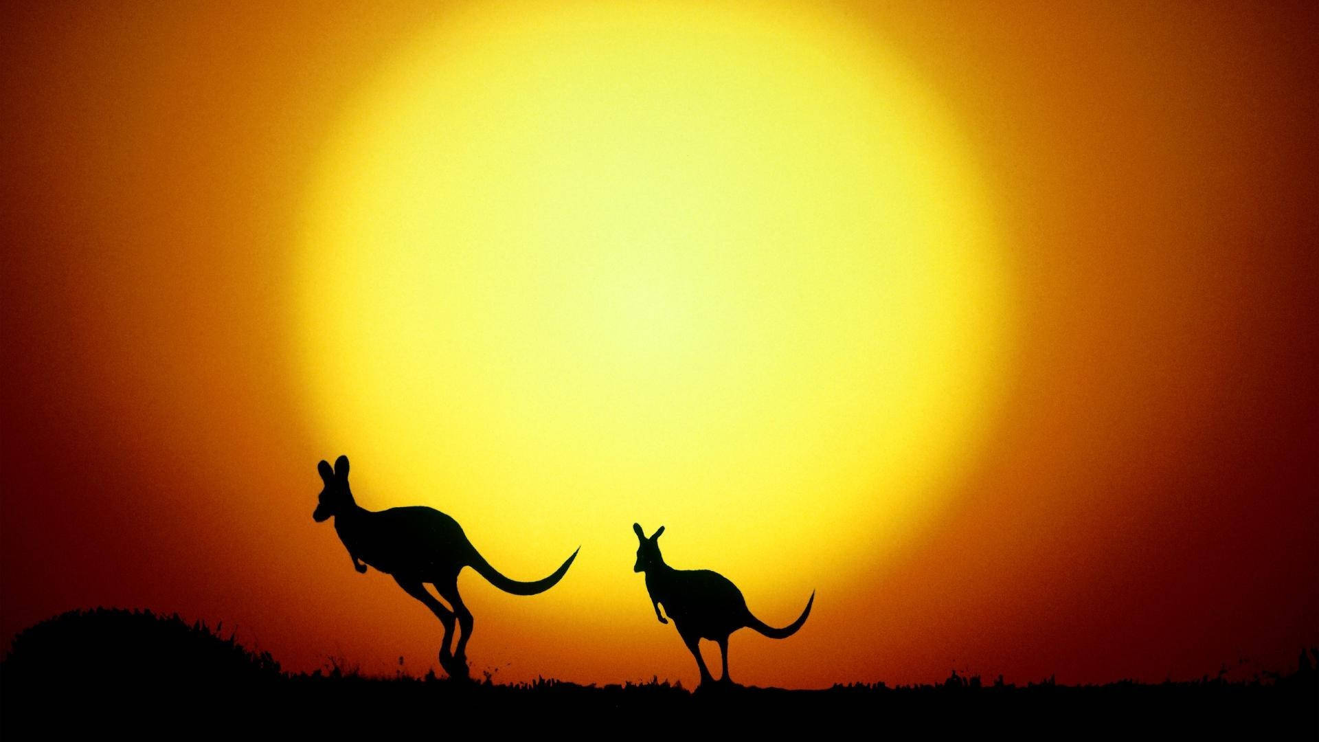 kangaroos, sun, sunset, Full HD Desktop Wallpaper