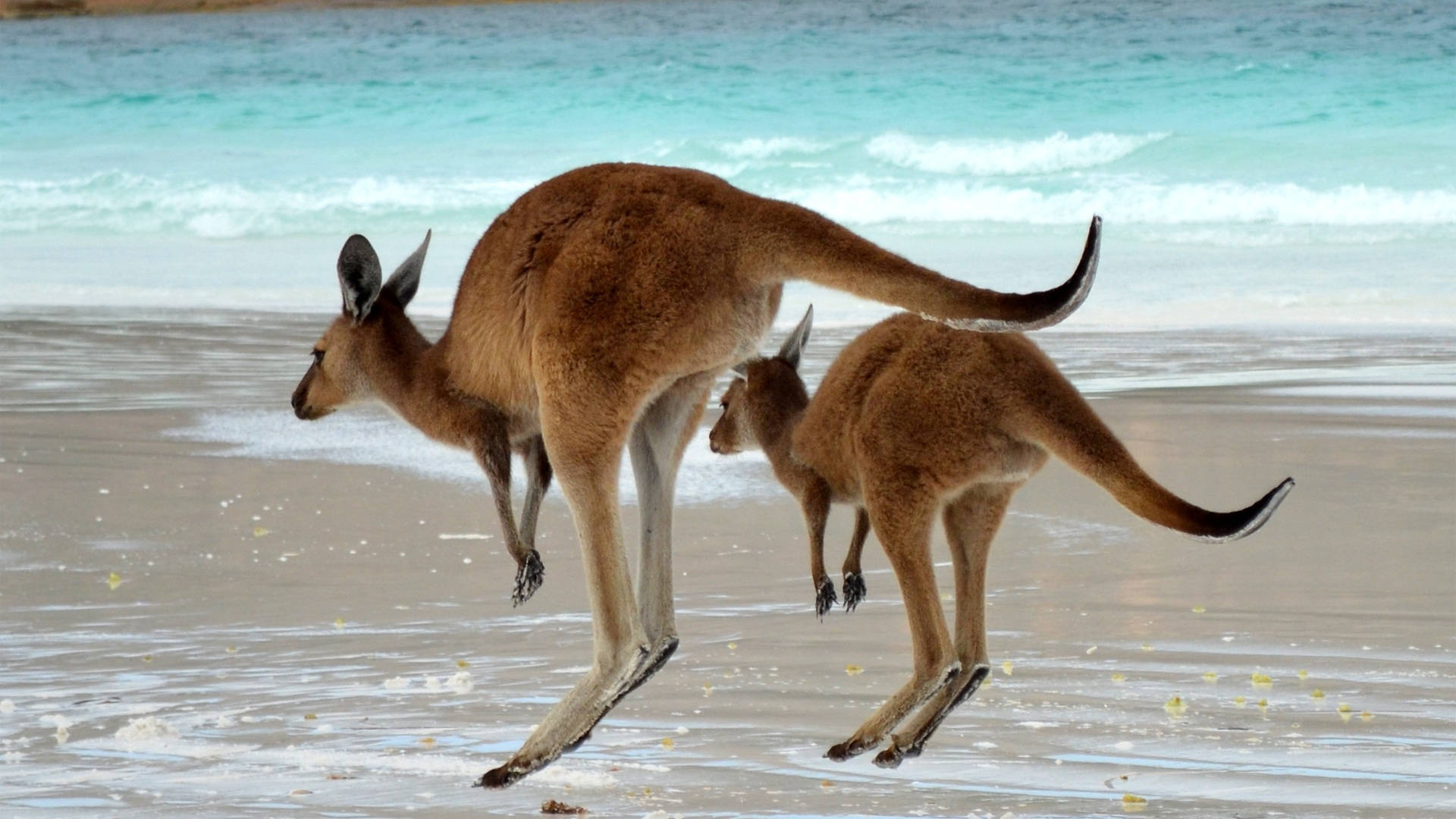 kangaroo, joey, wet sandy beach, Full HD Desktop Wallpaper