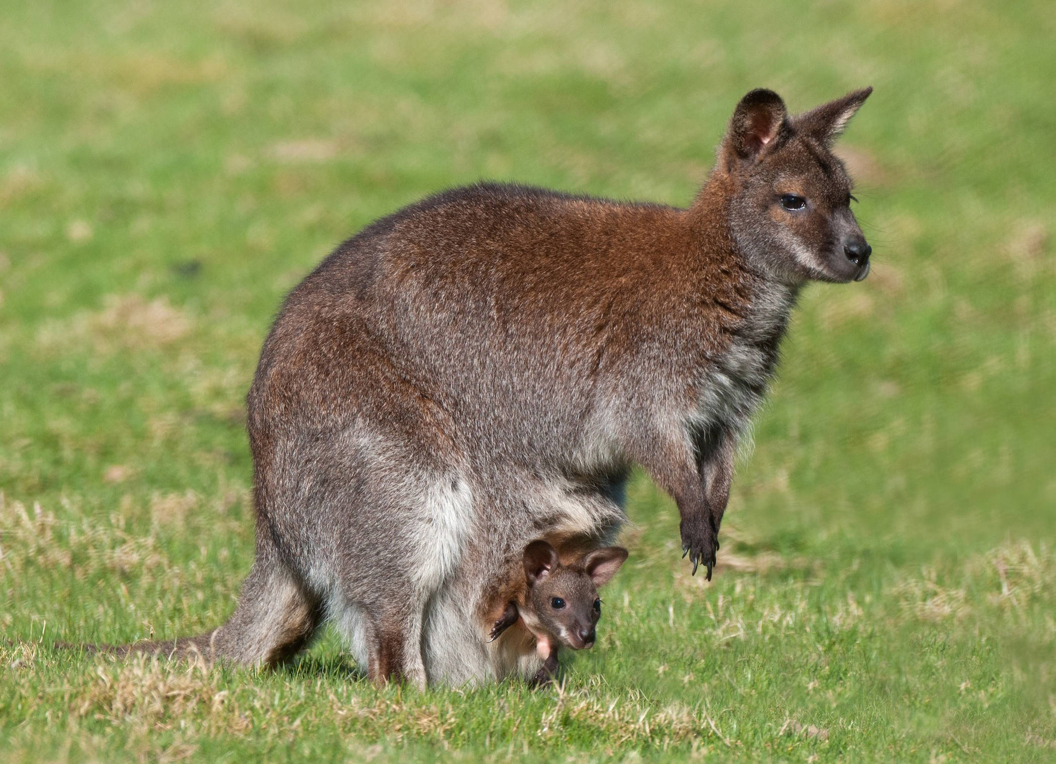 fluffy dark kangaroo, mother wallaby, joey, Full HD Desktop Wallpaper