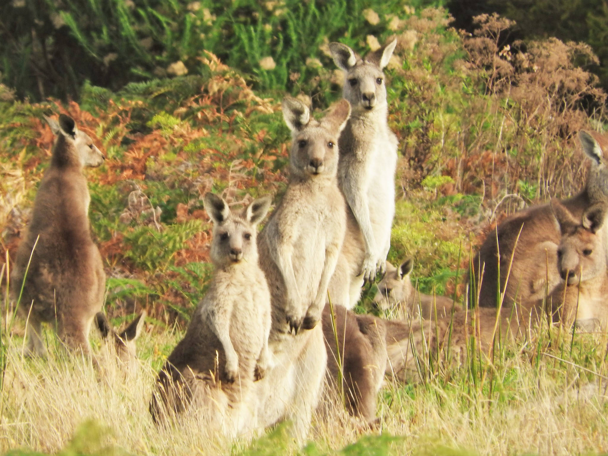 kangaroos, tall grass, ferns, Full HD Desktop Wallpaper