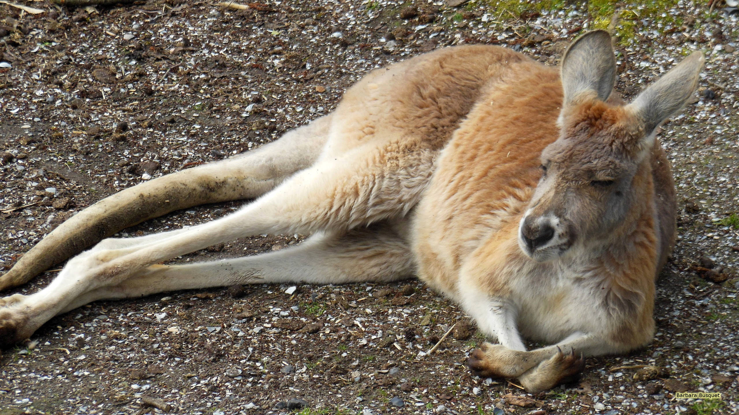 sleeping kangaroo, kangaroo, gravel ground, 2K Desktop Wallpaper
