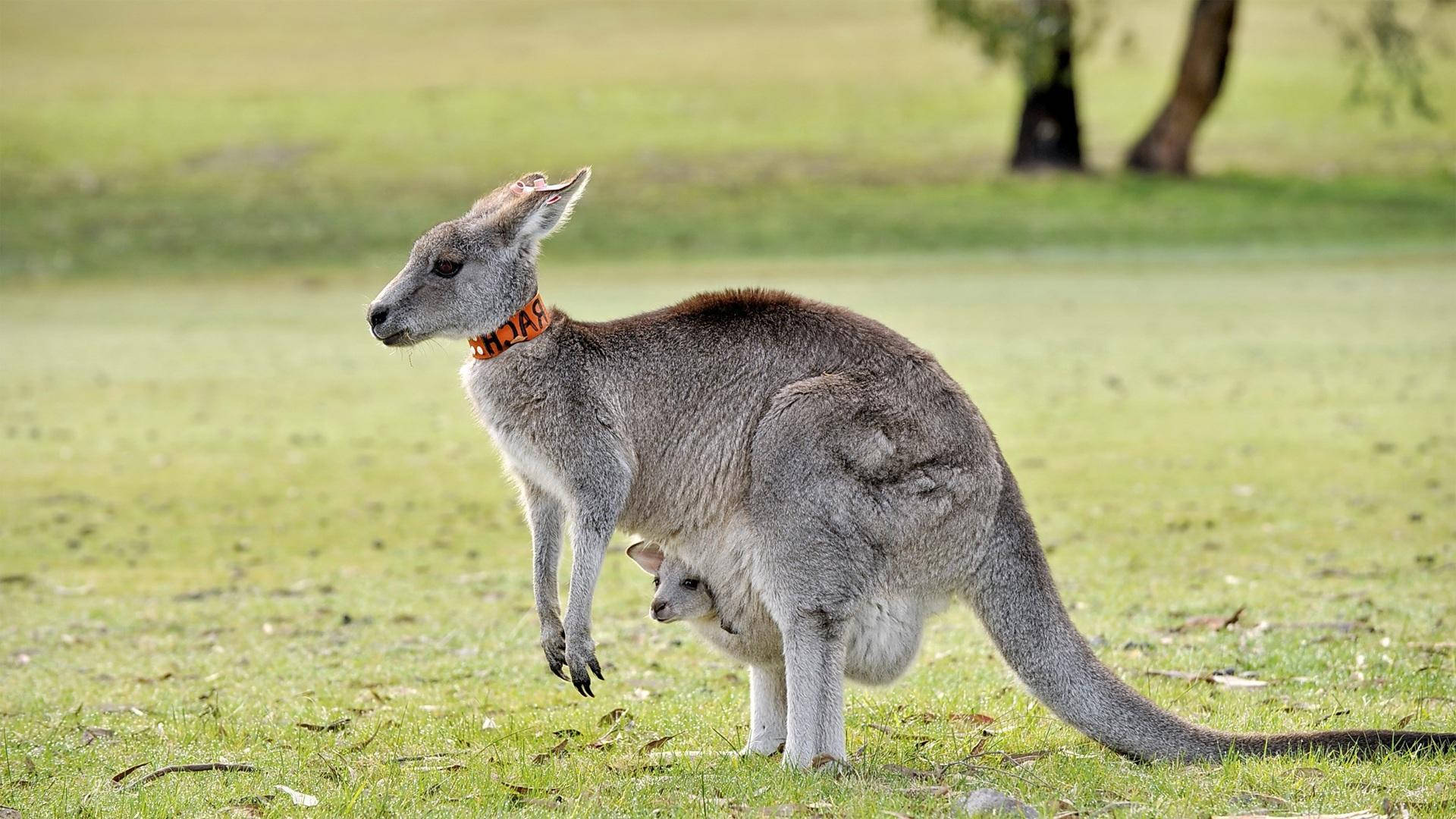 gray kangaroo, joey, pouch, Full HD Desktop Wallpaper