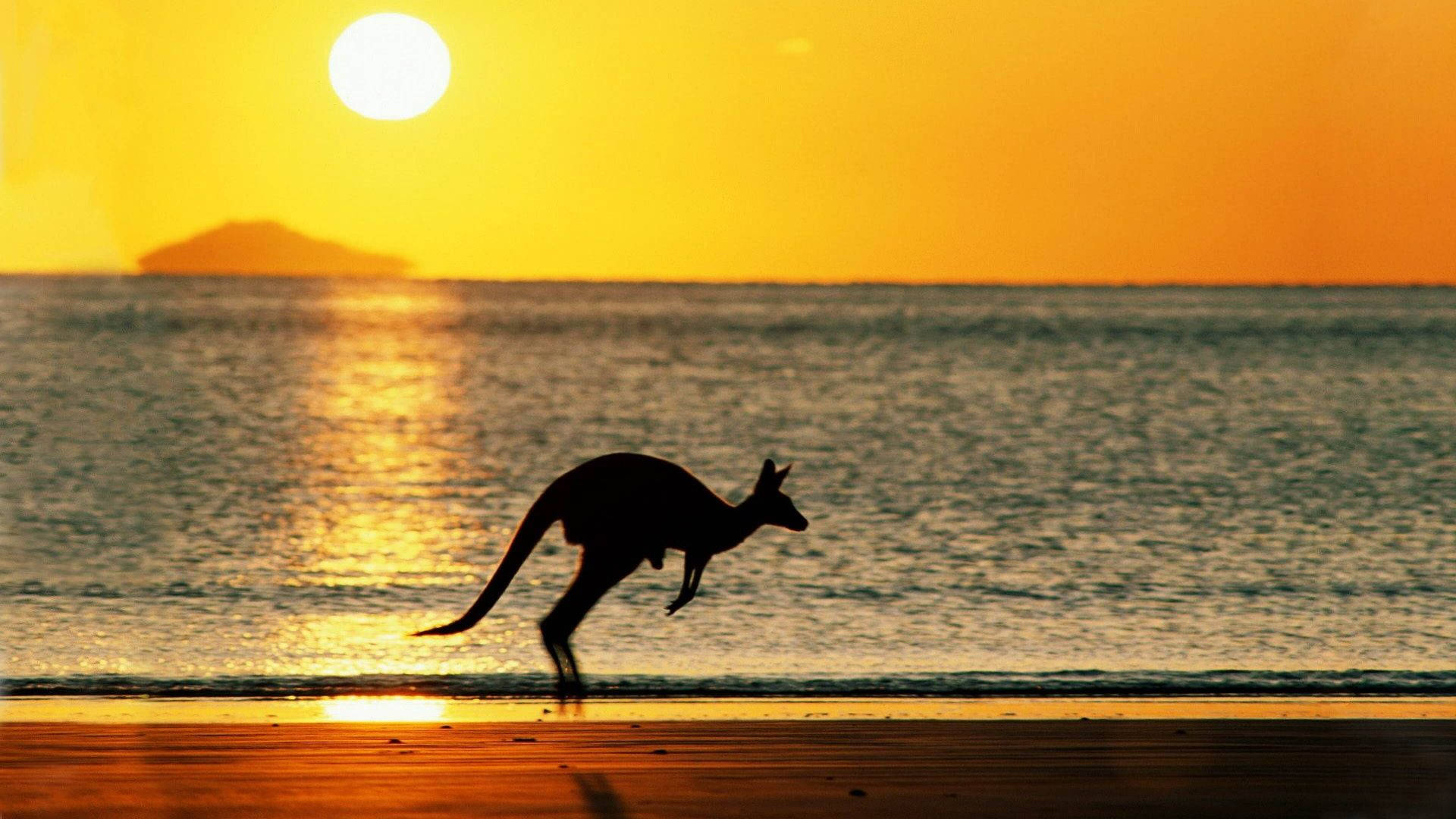 kangaroo, golden sunset, wet beach, Full HD Desktop Wallpaper