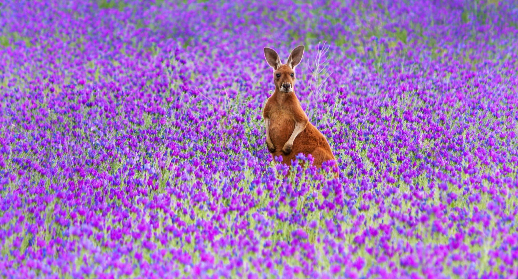 kangaroo, purple flower field, vibrant purple wildflowers, Full HD Desktop Wallpaper