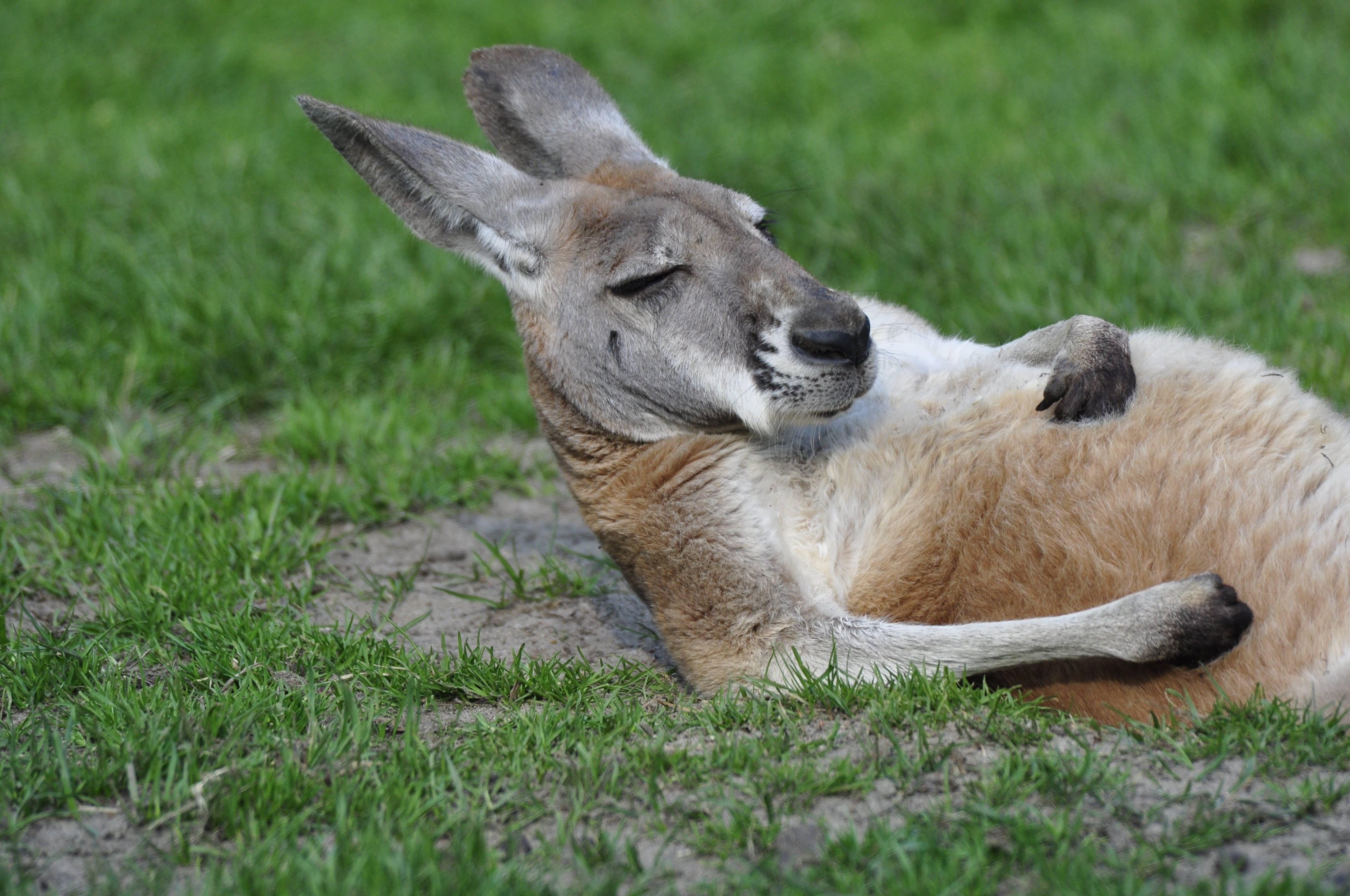 kangaroo, grass, eyes closed, 4K Desktop Wallpaper