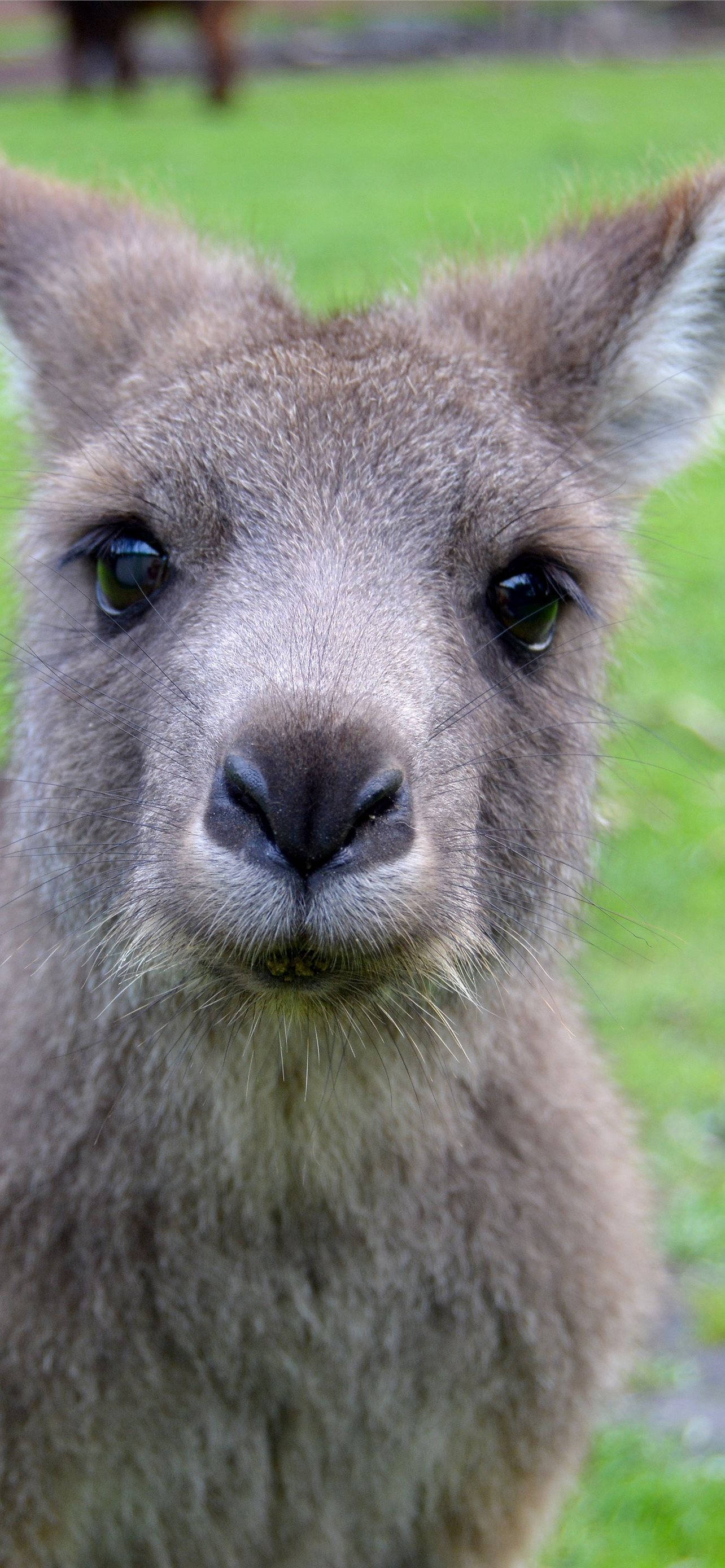 cute kangaroo, gray kangaroo, dark eyes, 2K Phone Wallpaper