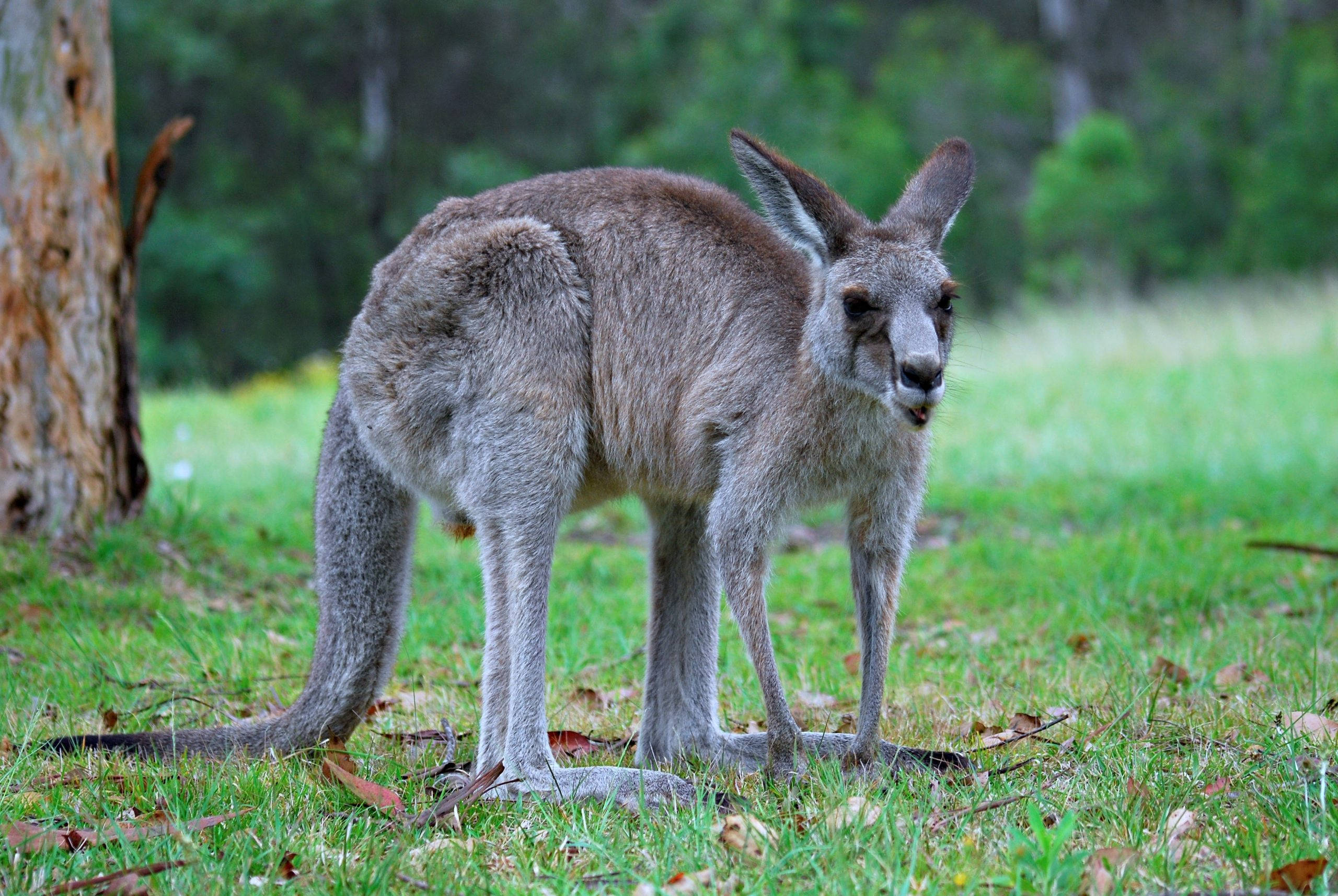 kangaroo, gray, grass, 2K Desktop Wallpaper