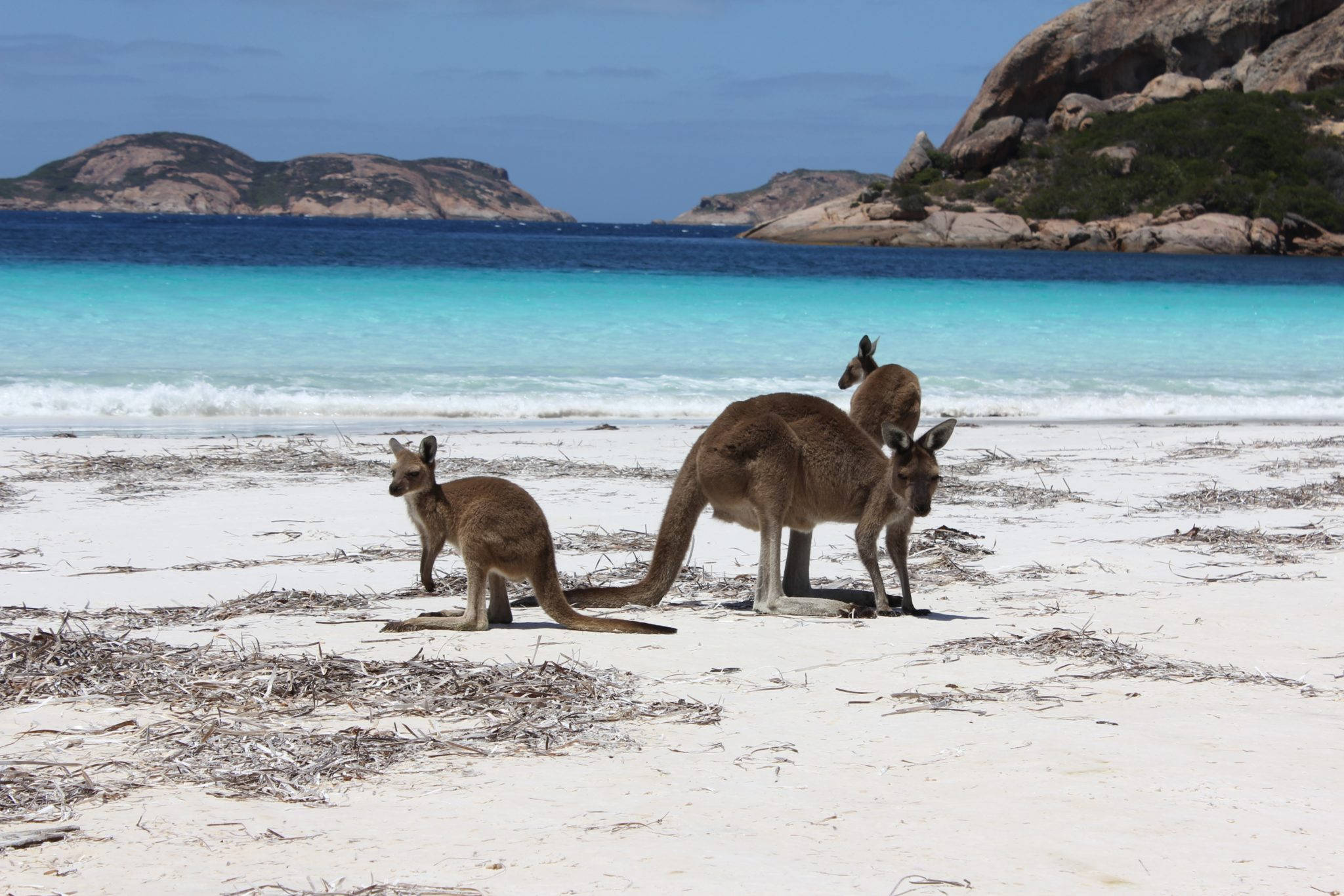 kangaroos, white sandy beach, turquoise ocean waves, Full HD Desktop Wallpaper