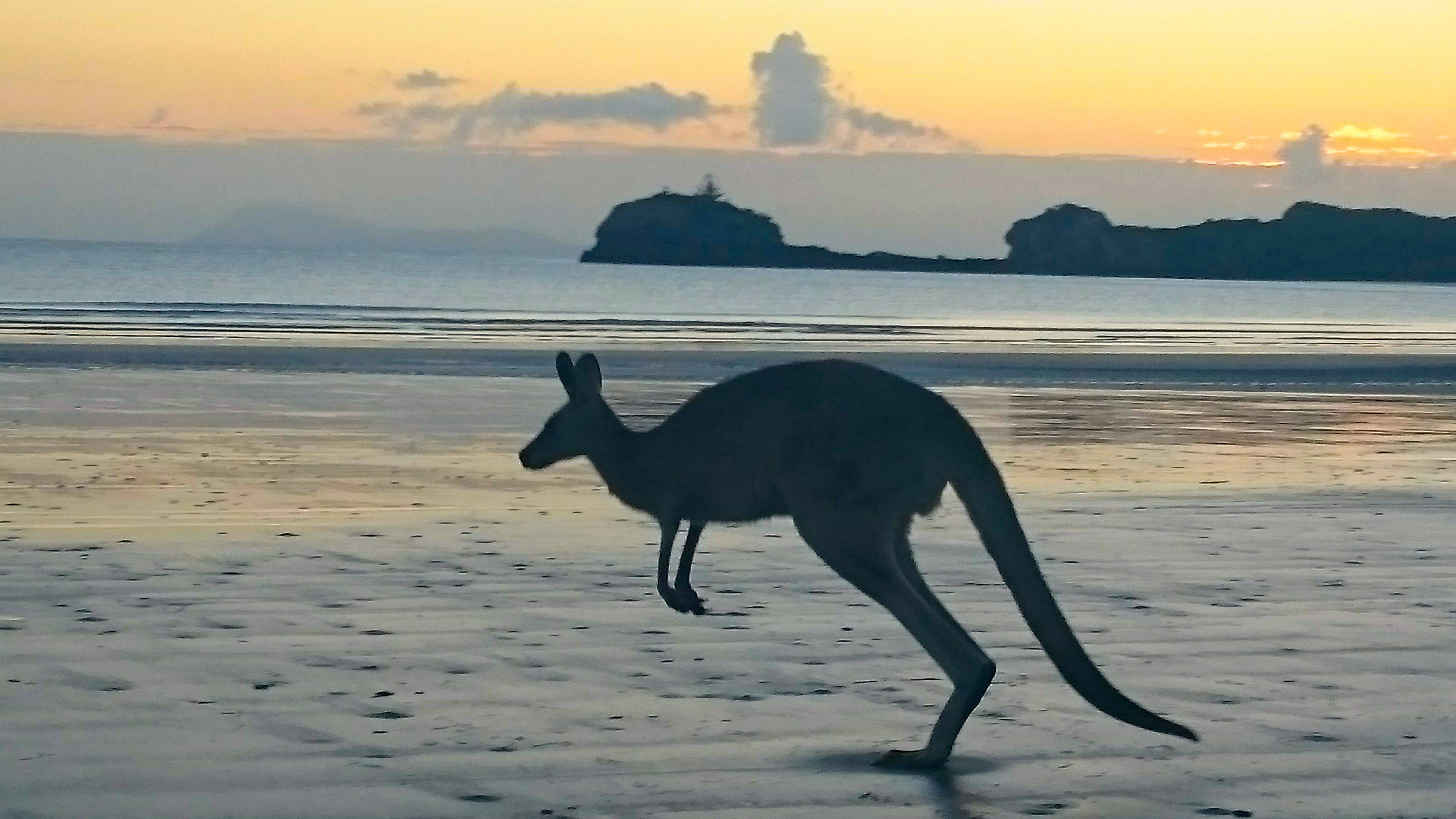 kangaroo, golden sunset, wet sandy beach, 4K Desktop Wallpaper