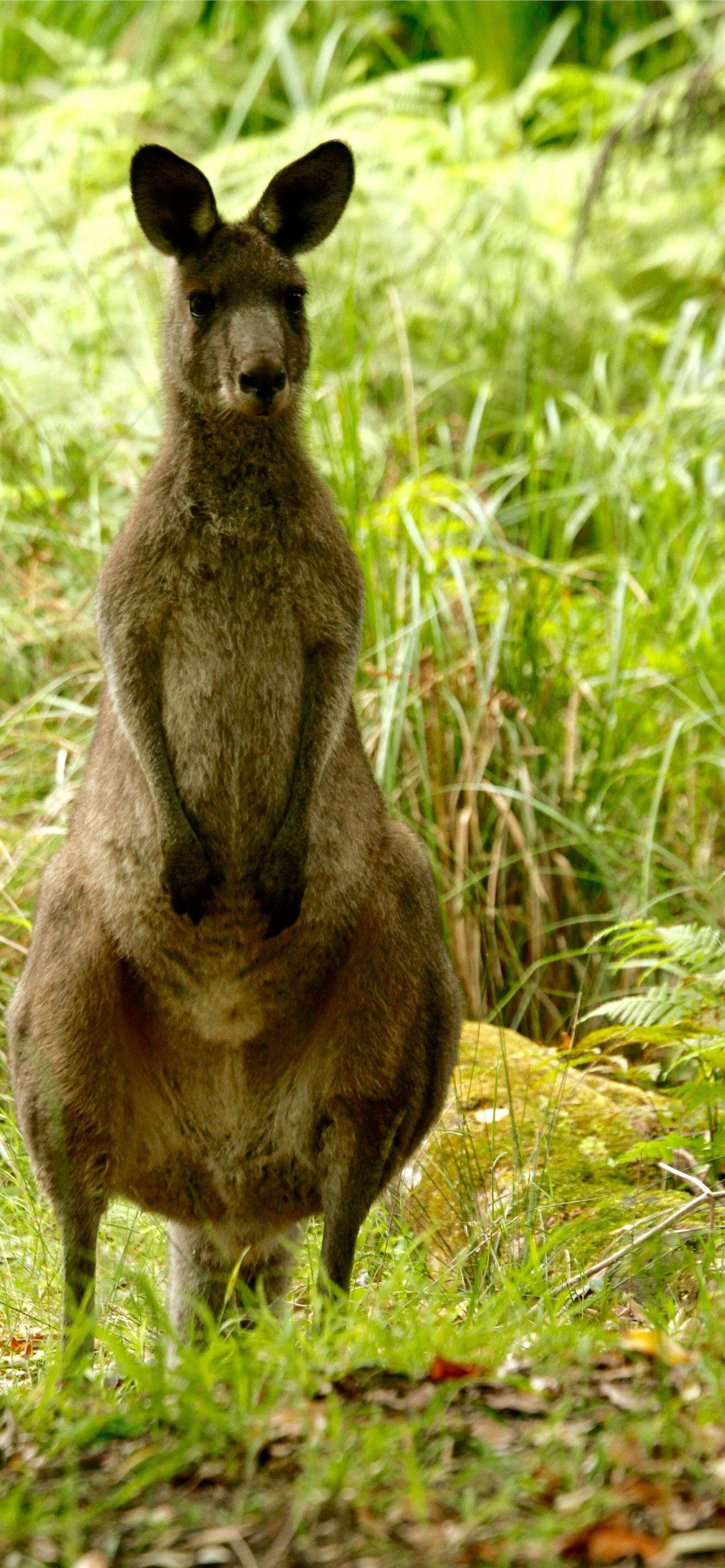 standing kangaroo, brown kangaroo, lush green grass, 2K Phone Wallpaper