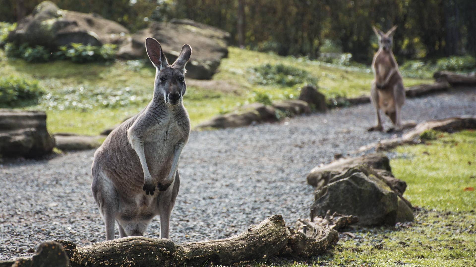 kangaroo, gravel path, green grass, Full HD Desktop Wallpaper
