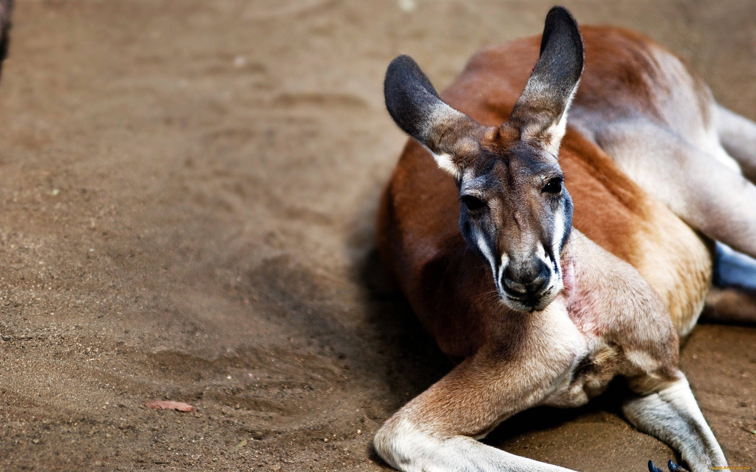 red kangaroo, dry earth, alert ears, 2K Desktop Wallpaper